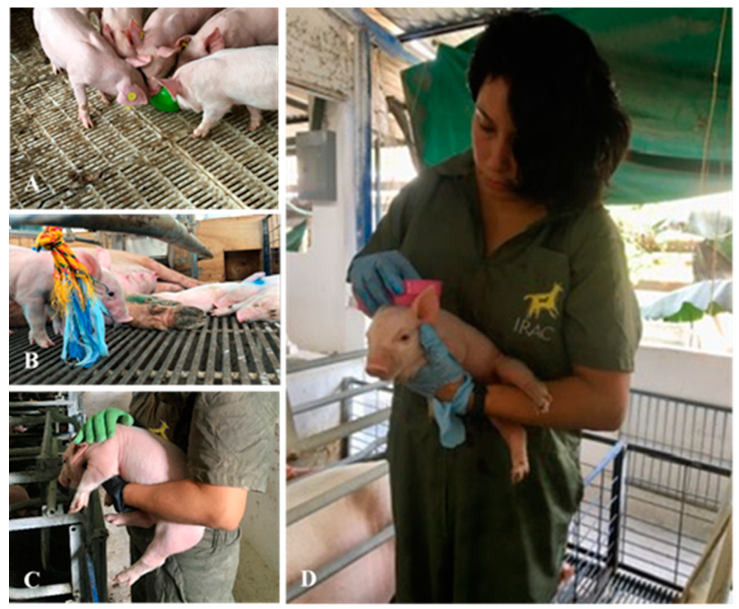 Animals 15 01099 g001