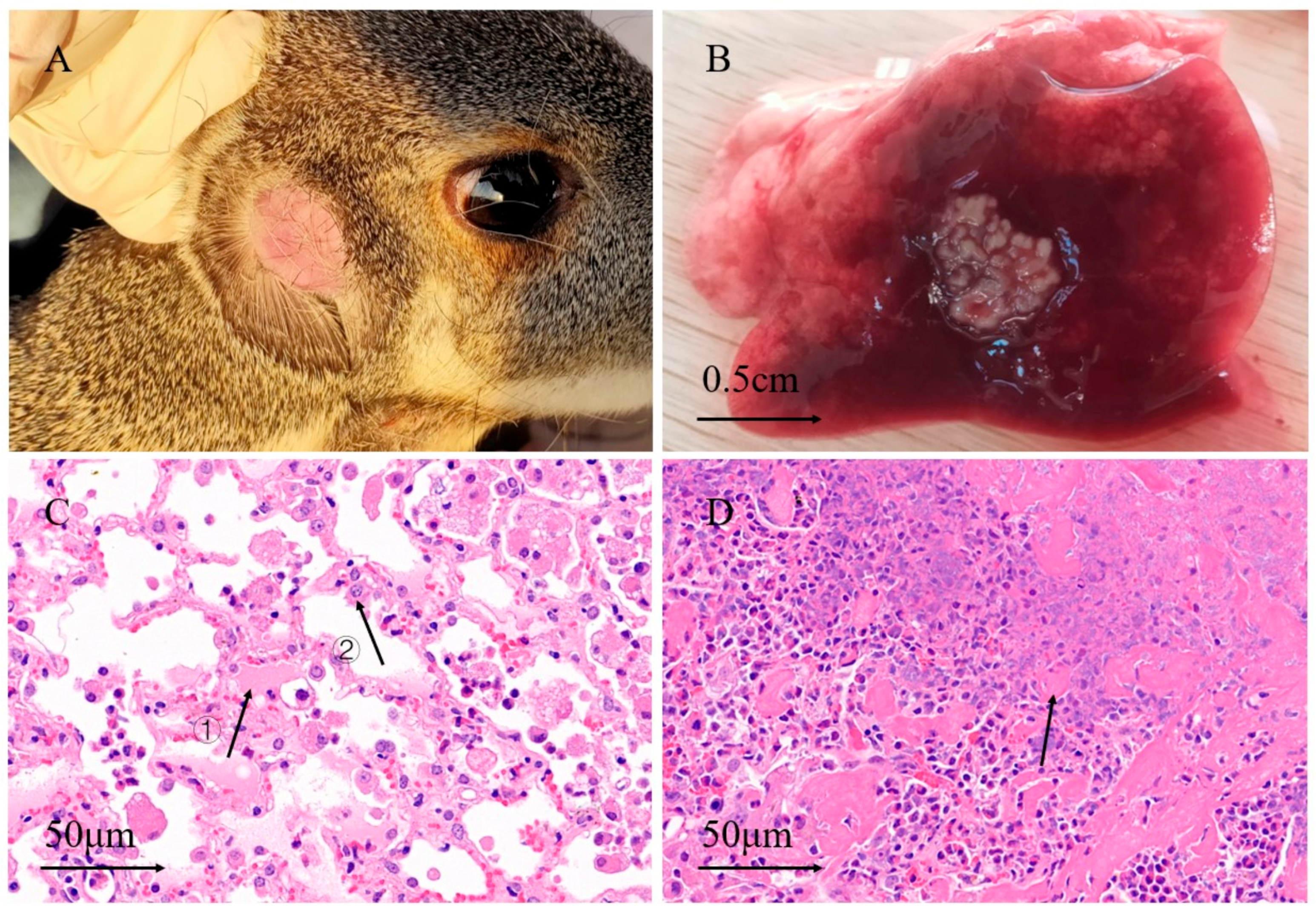 Animals 15 01105 g001