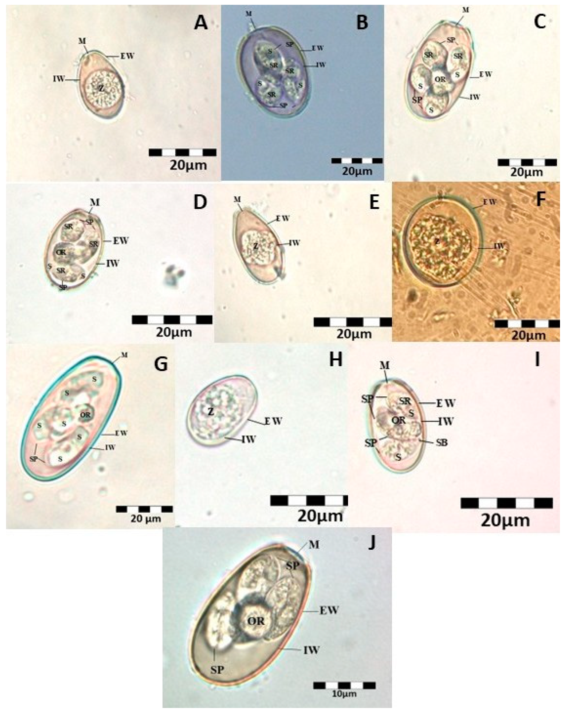 Animals 15 01109 g001 Animals 15 01109 g001