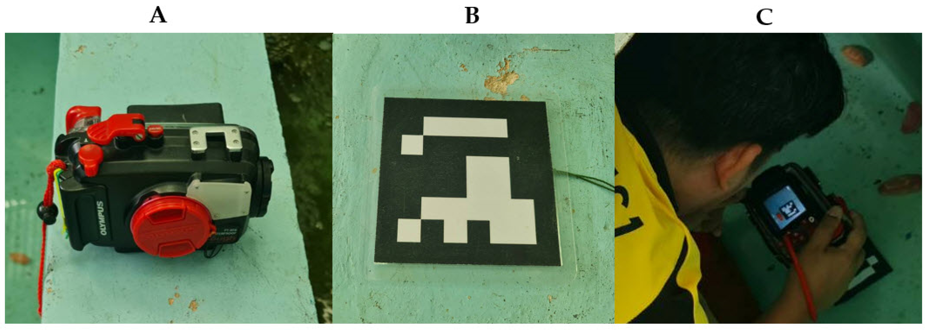 Animals 15 01121 g001