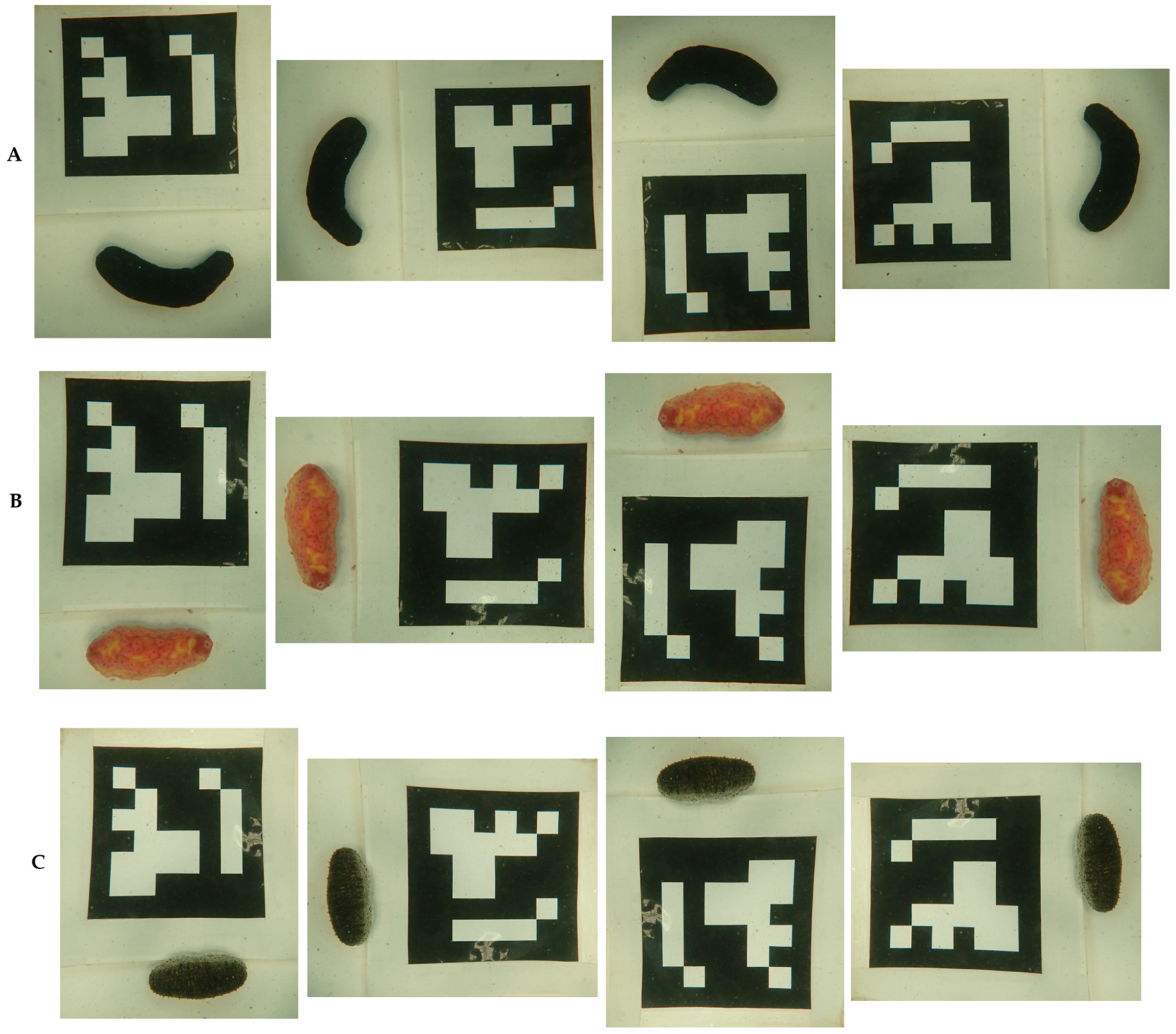 Animals 15 01121 g004