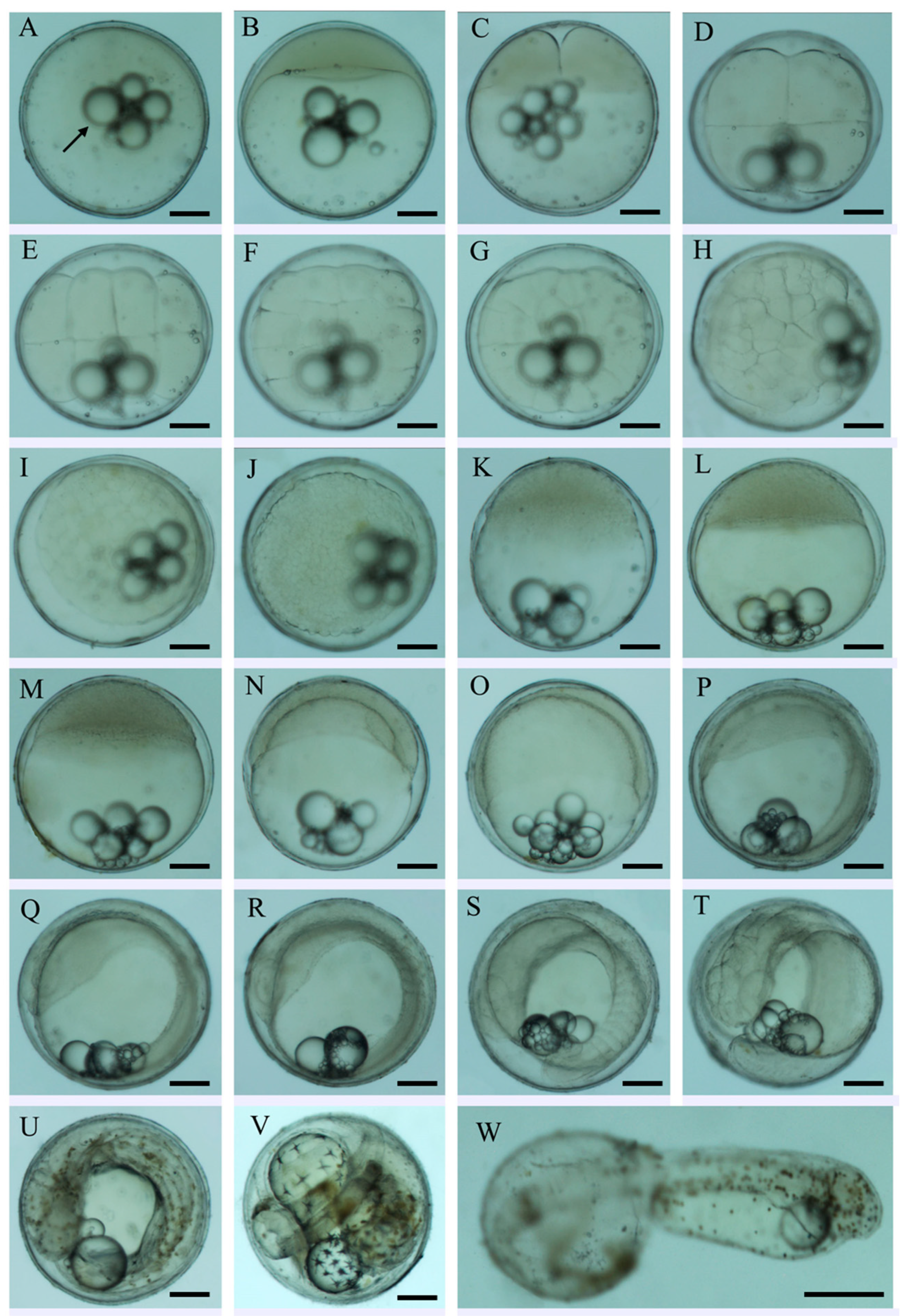 Animals 15 01124 g001