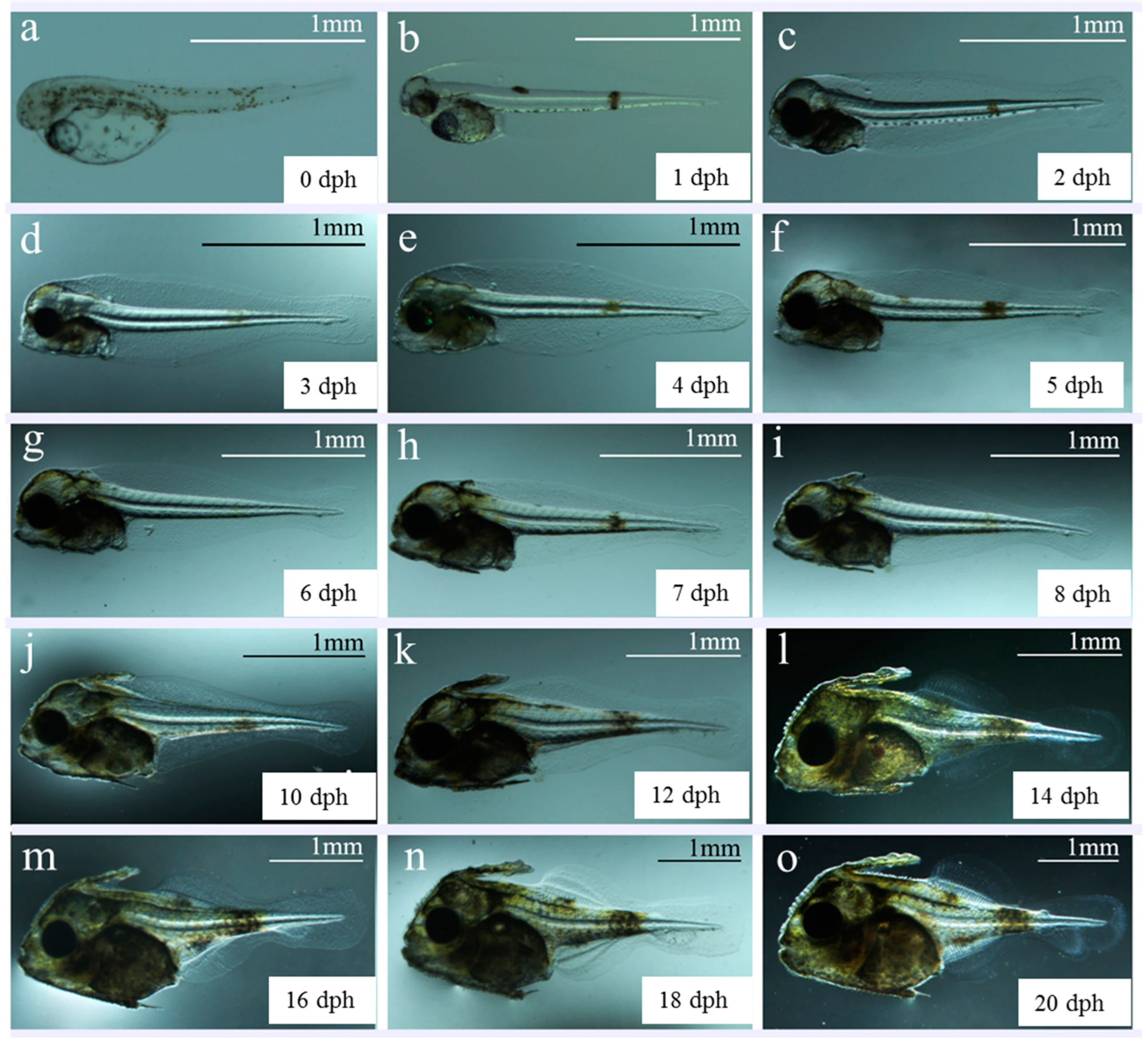 Animals 15 01124 g002a