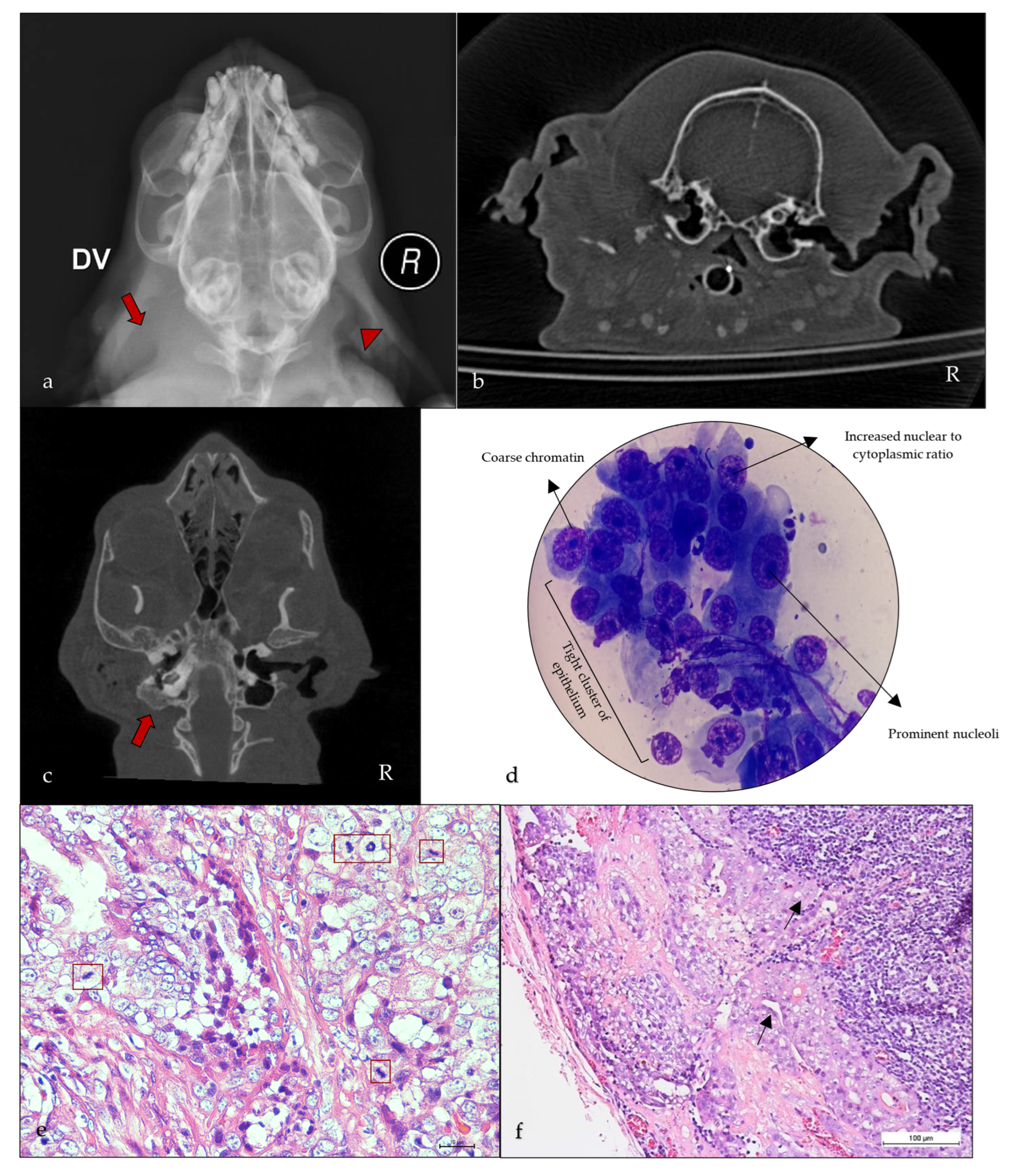 Animals 15 01138 g004