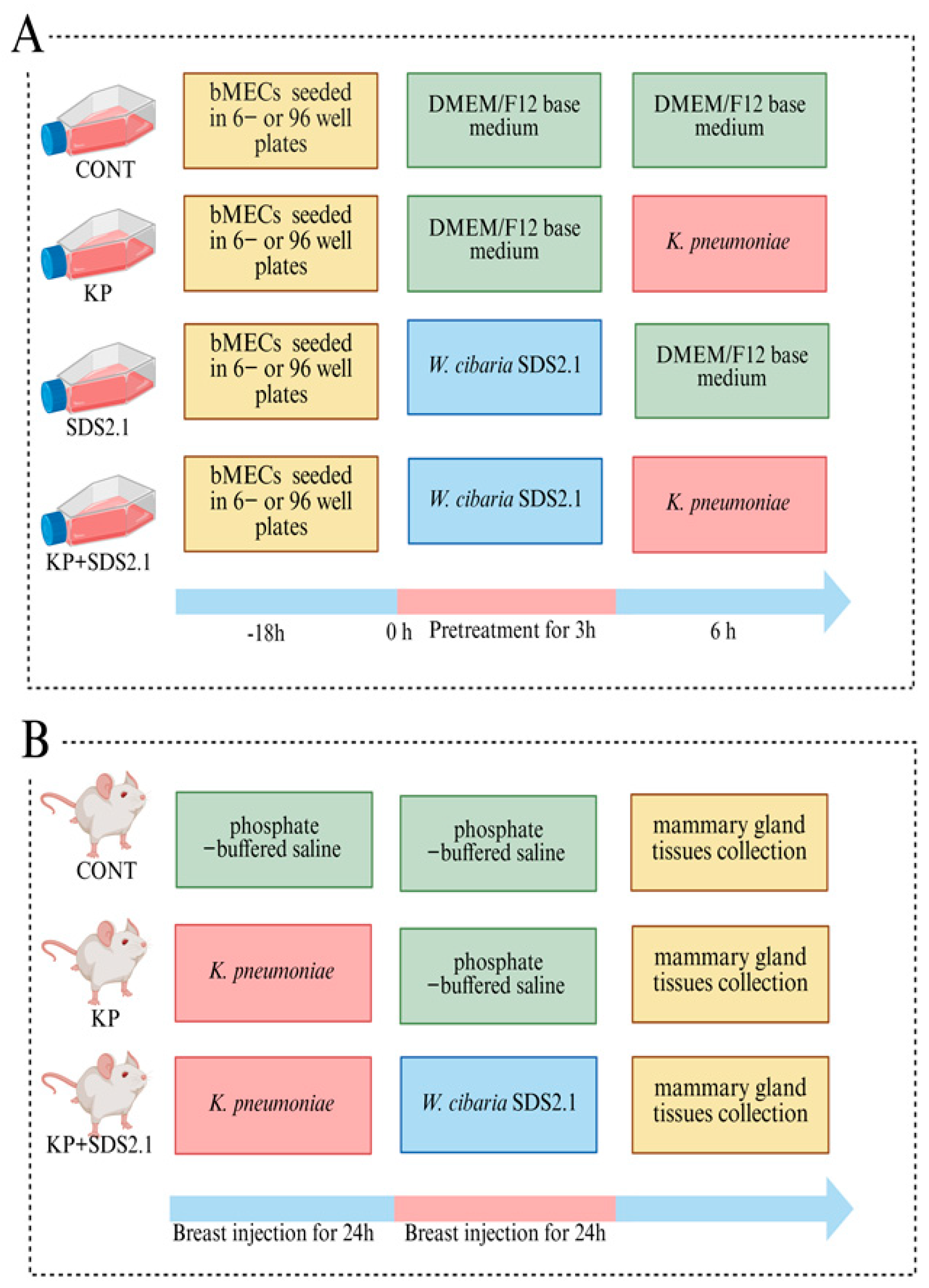 Anti-Inflammatory Effects of Weissella cibaria SDS2.1