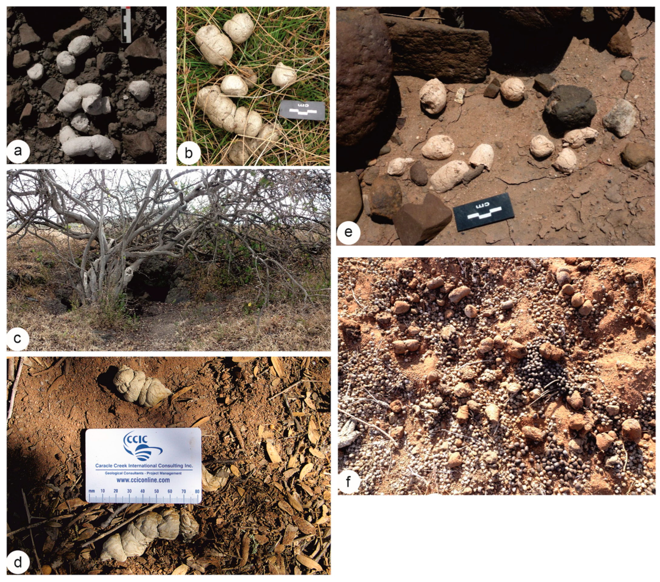 Animals 15 01145 g001 Animals 15 01145 g001