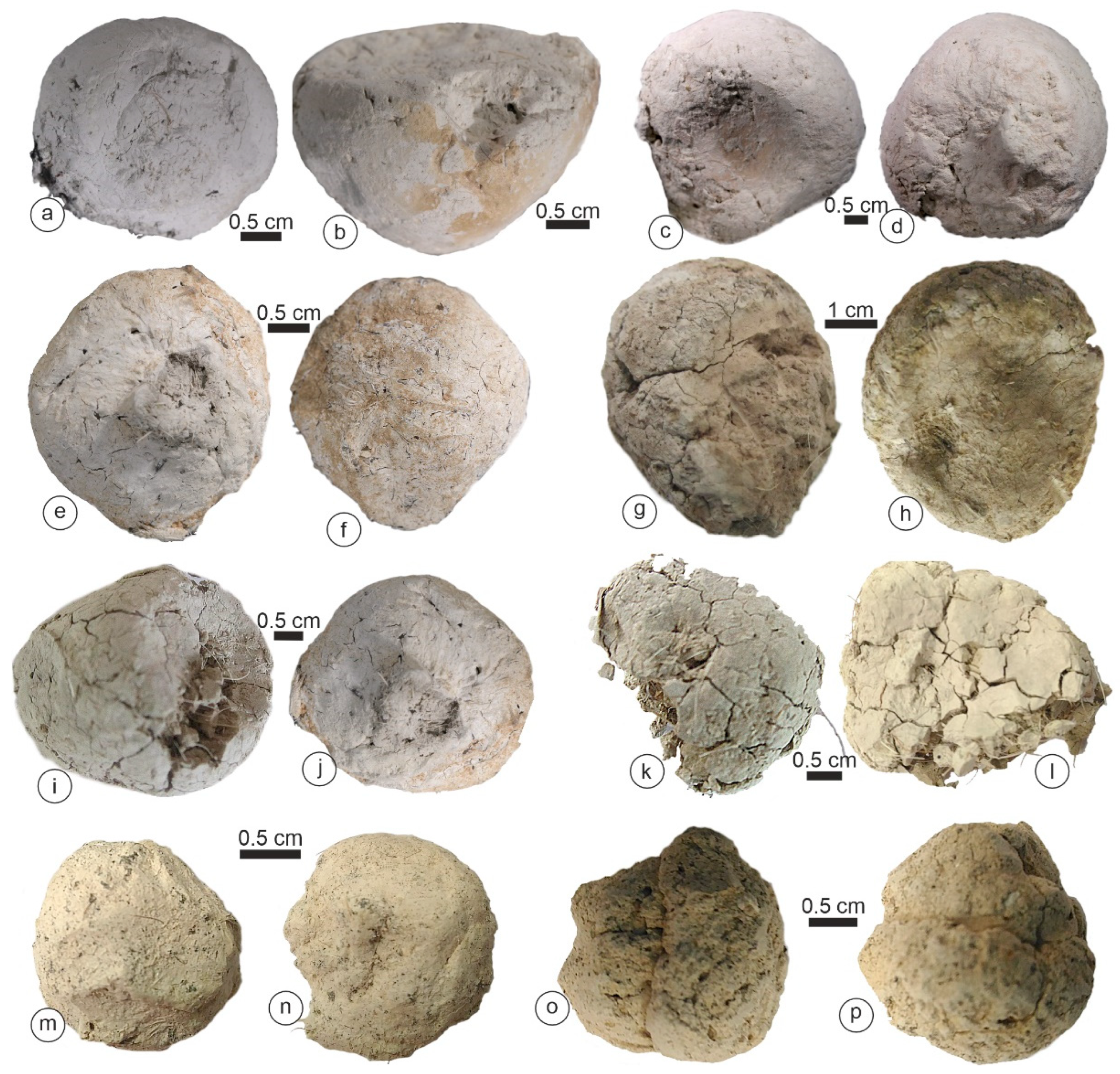 Animals 15 01145 g002 Animals 15 01145 g002