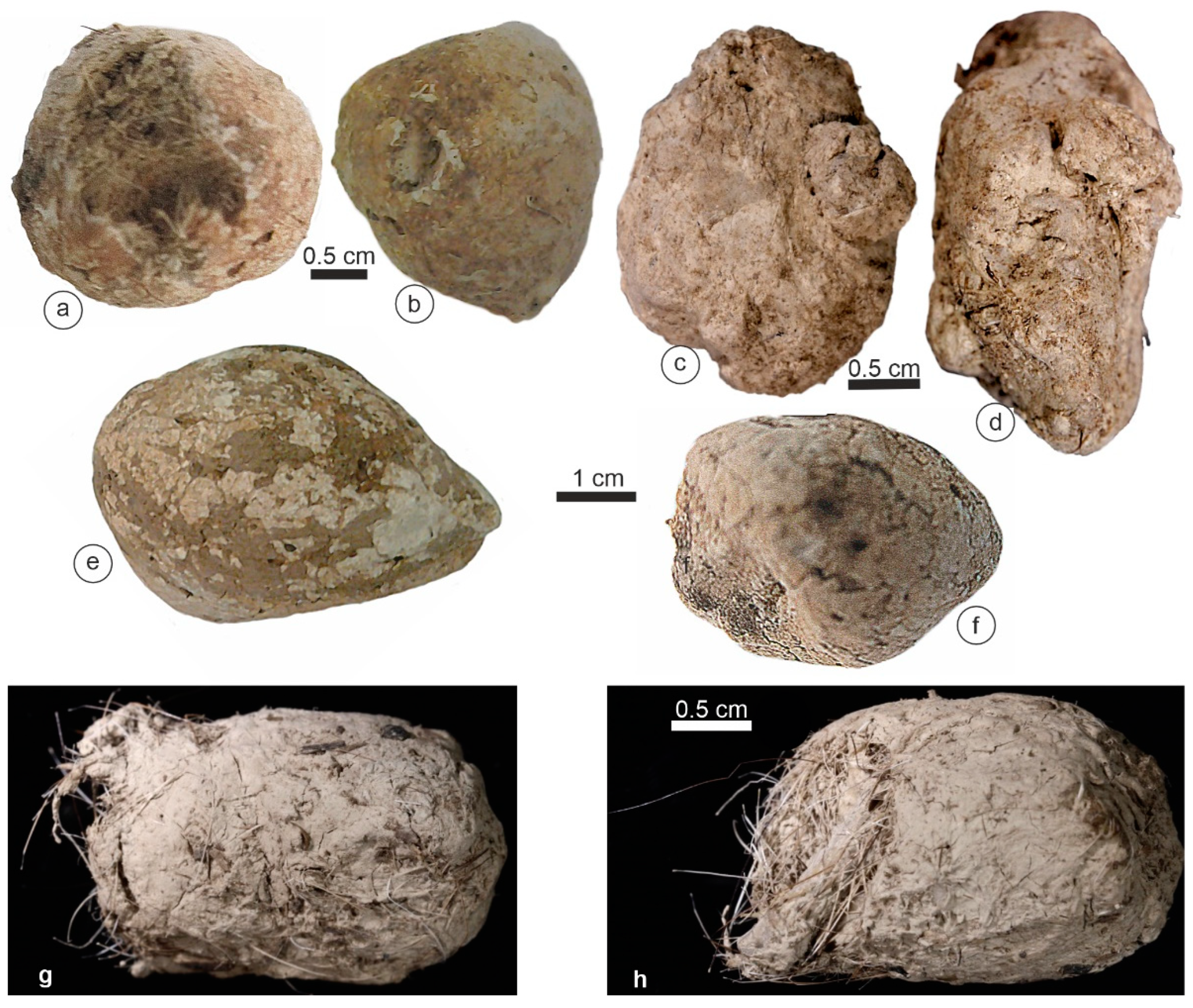 Animals 15 01145 g003 Animals 15 01145 g003