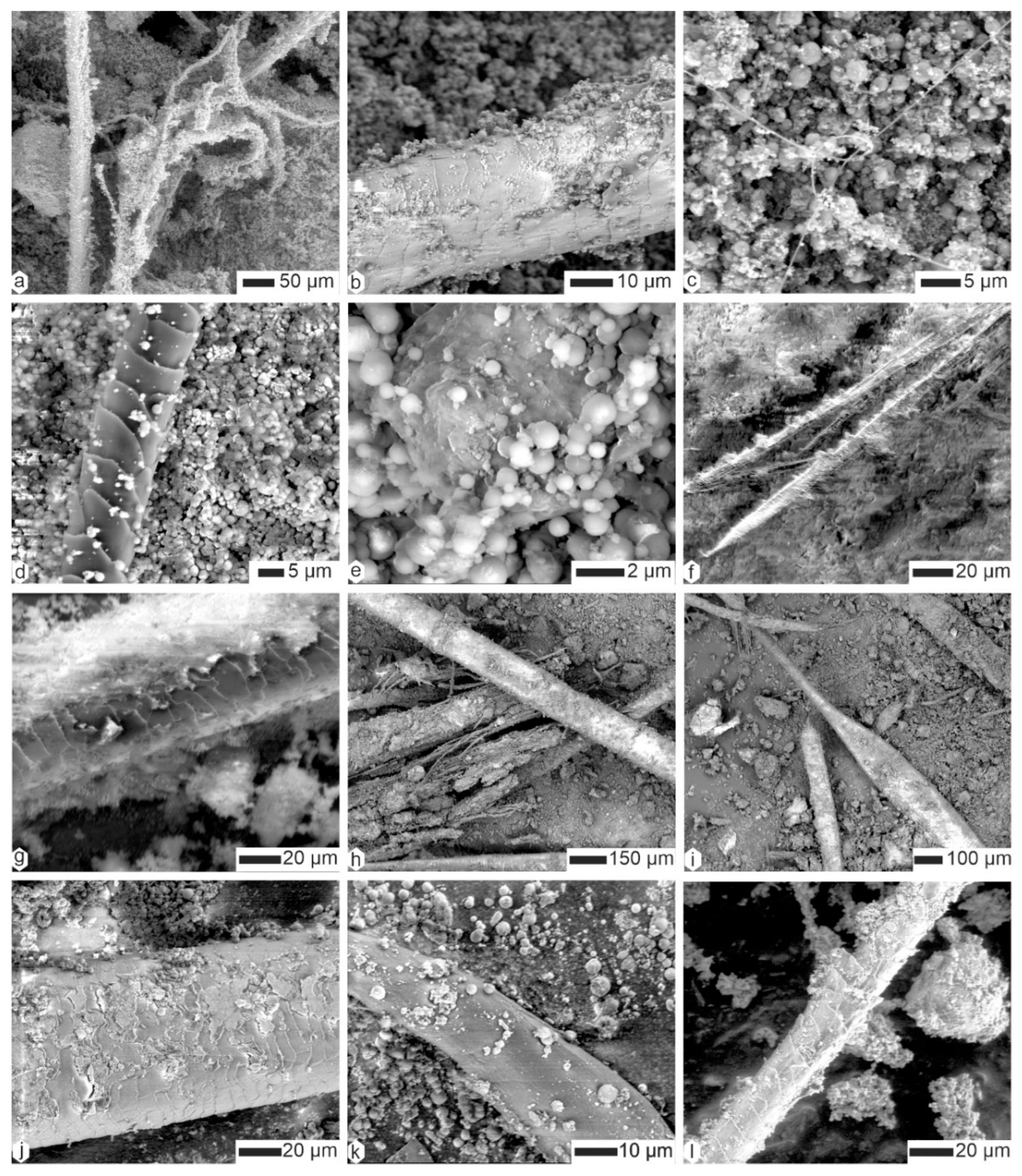 Animals 15 01145 g006 Animals 15 01145 g006