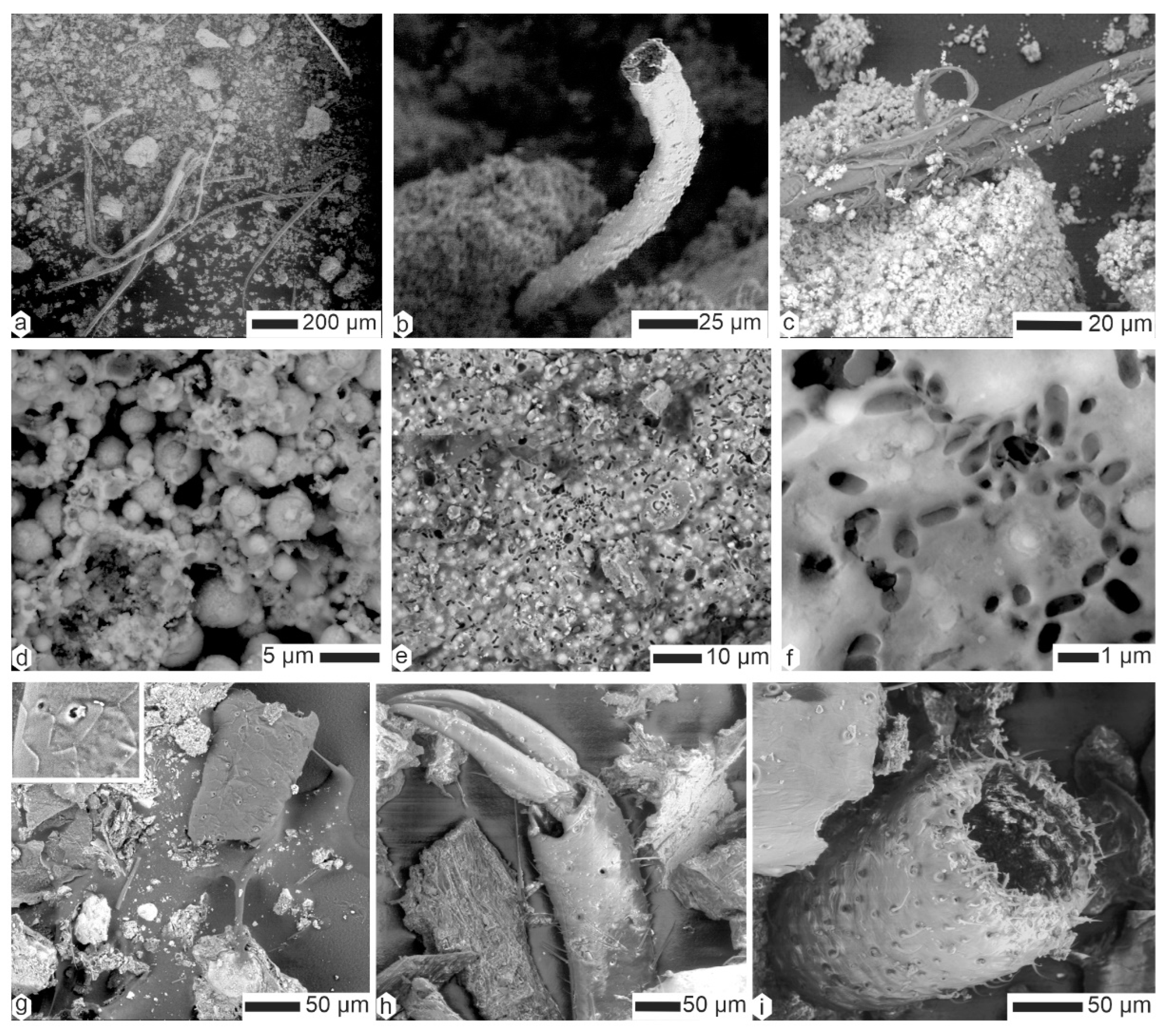 Animals 15 01145 g009 Animals 15 01145 g009