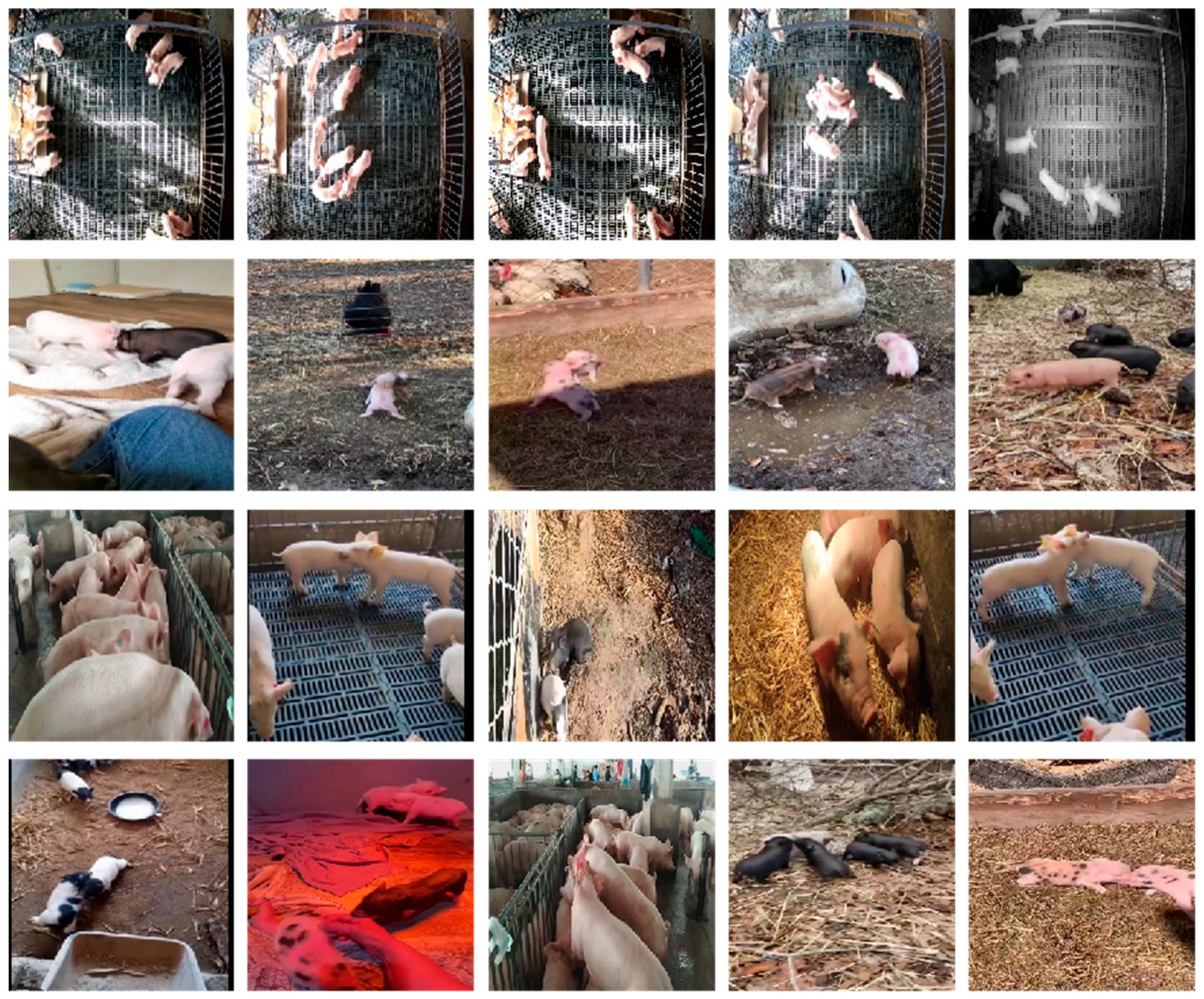 Animals 15 01159 g001