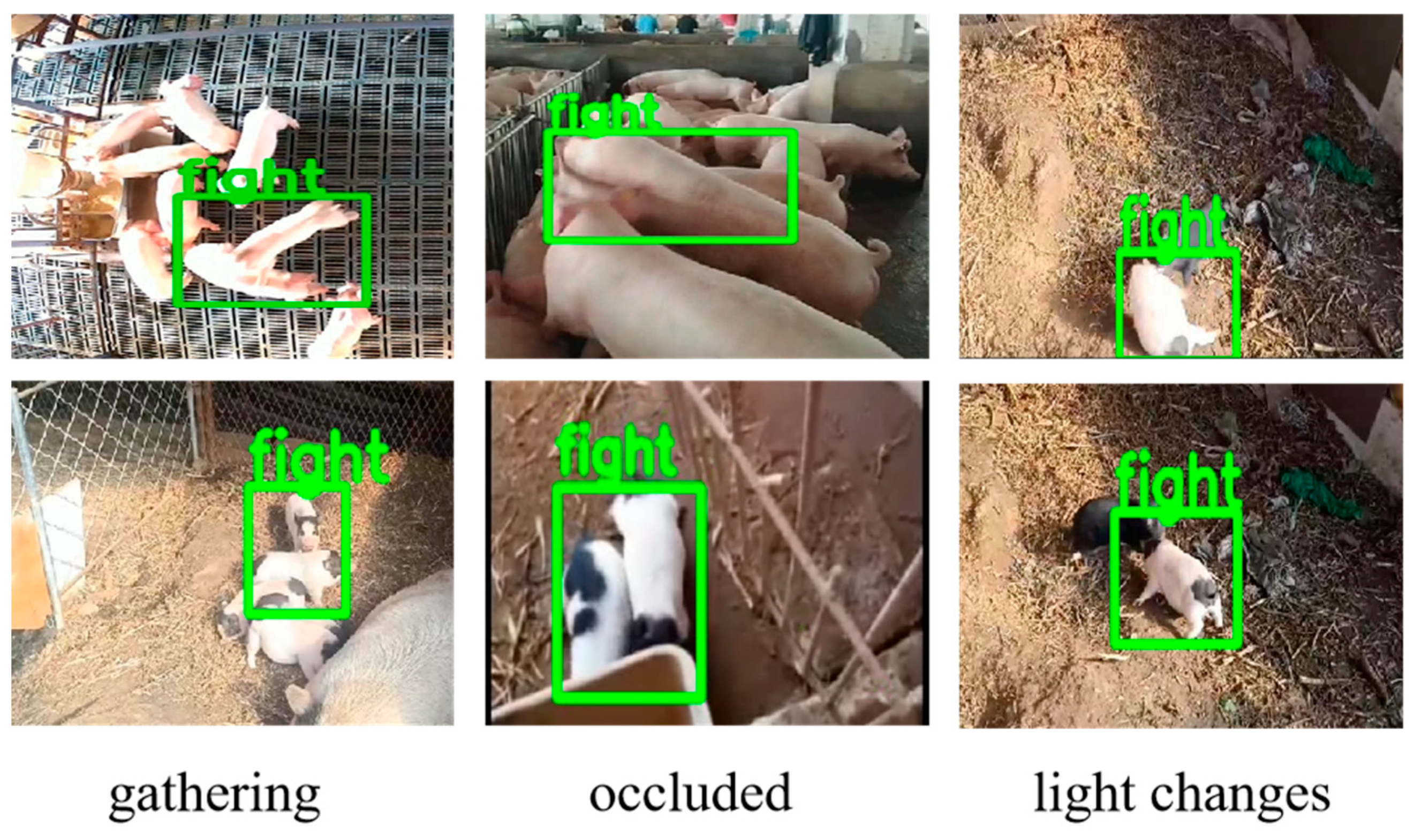 Animals 15 01159 g008