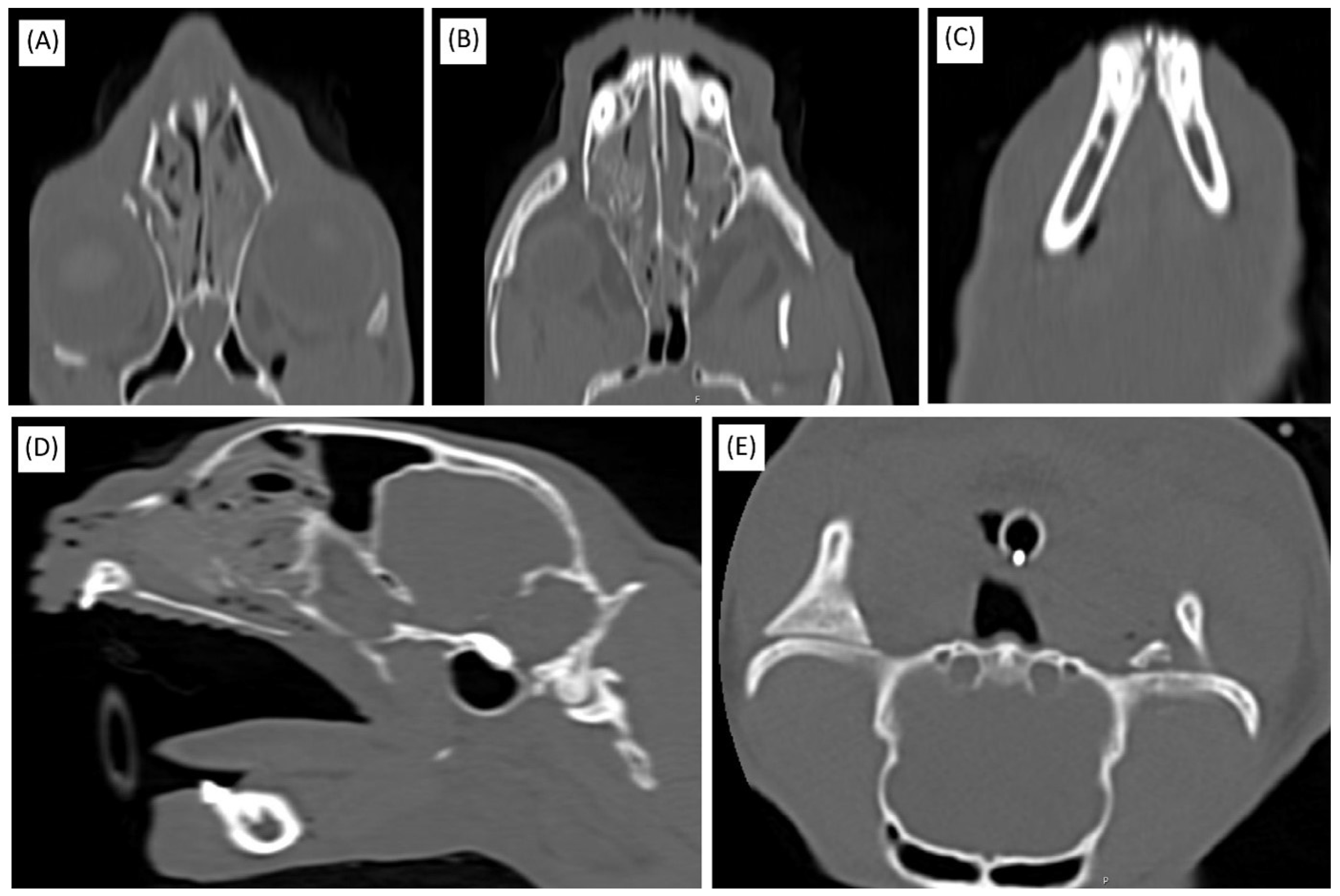 Animals 15 01161 g001