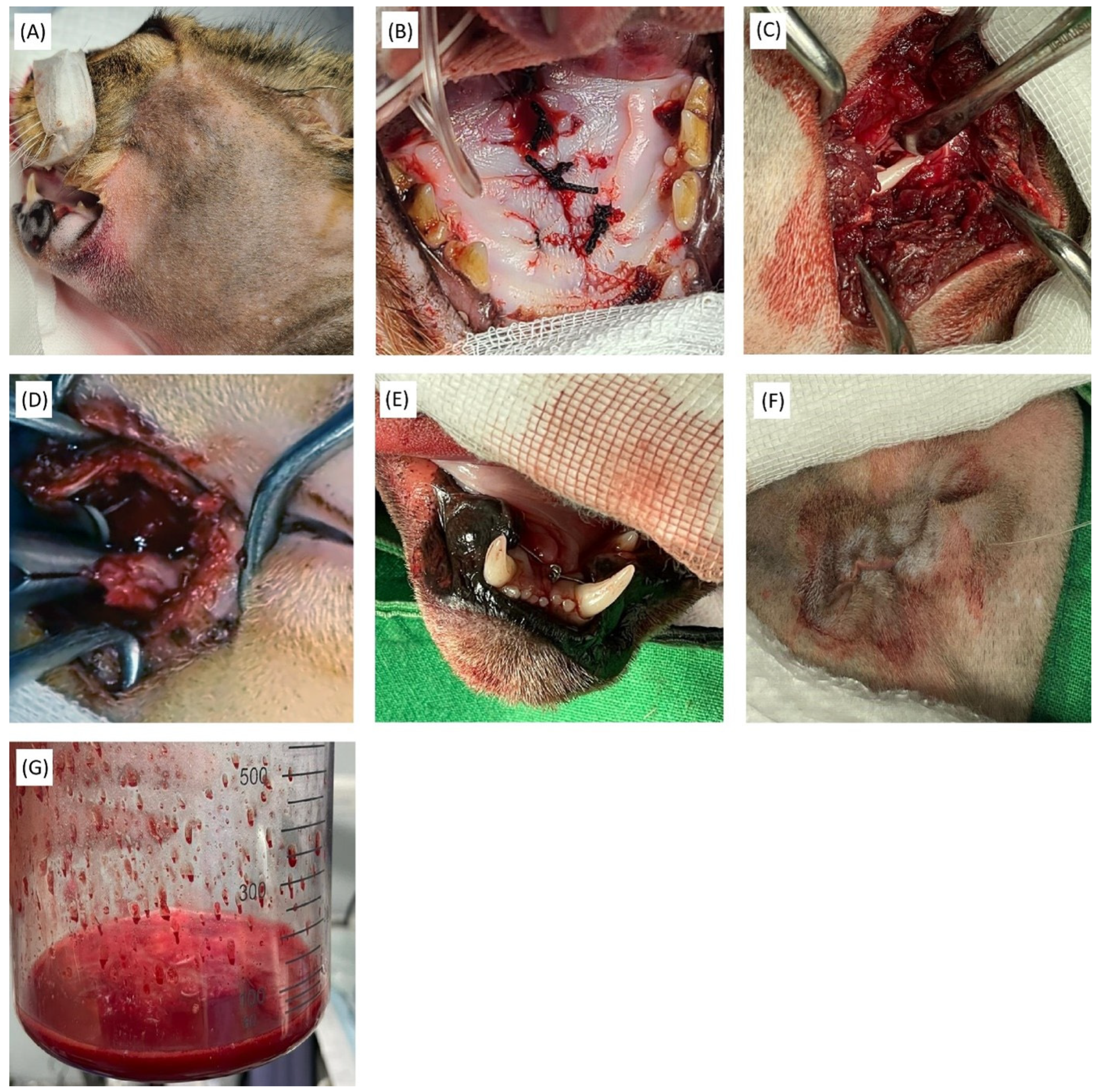 Animals 15 01161 g002