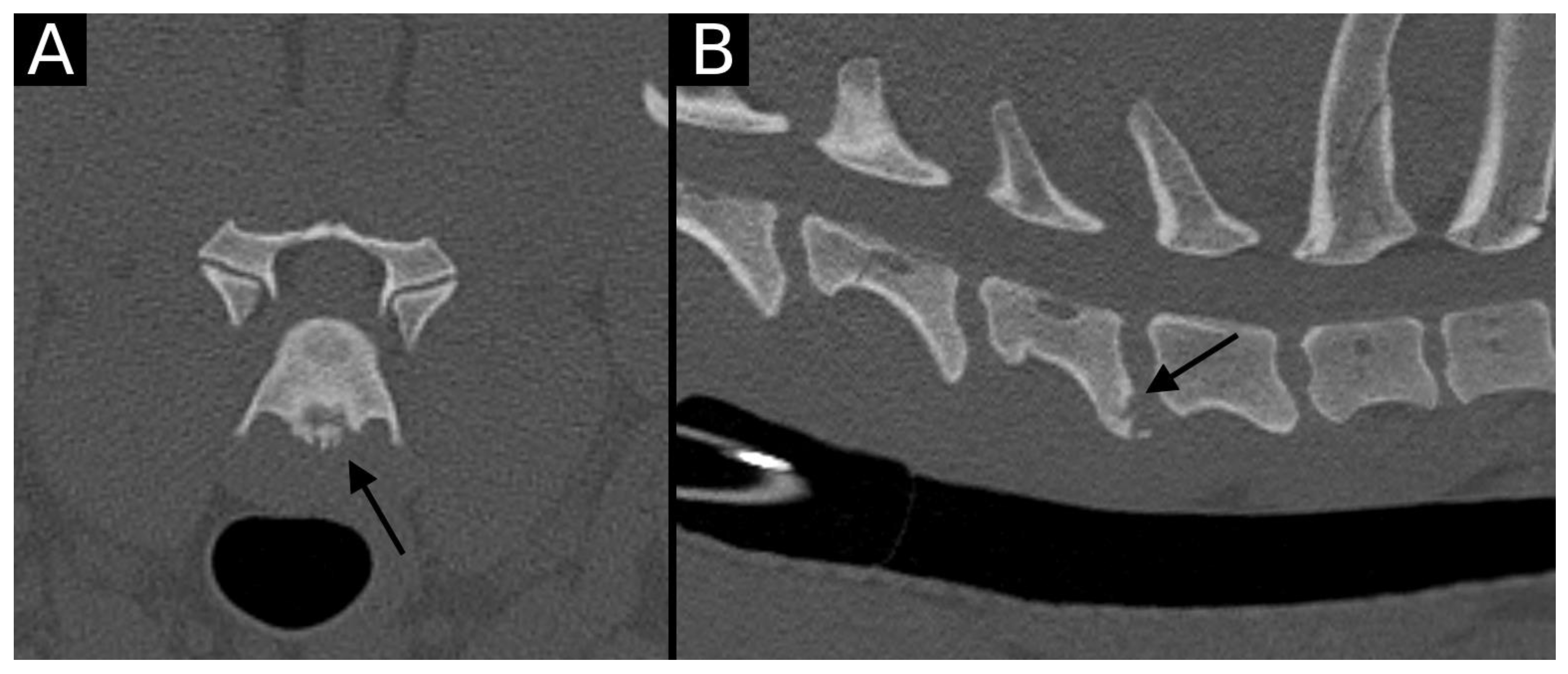 Animals 15 01171 g001