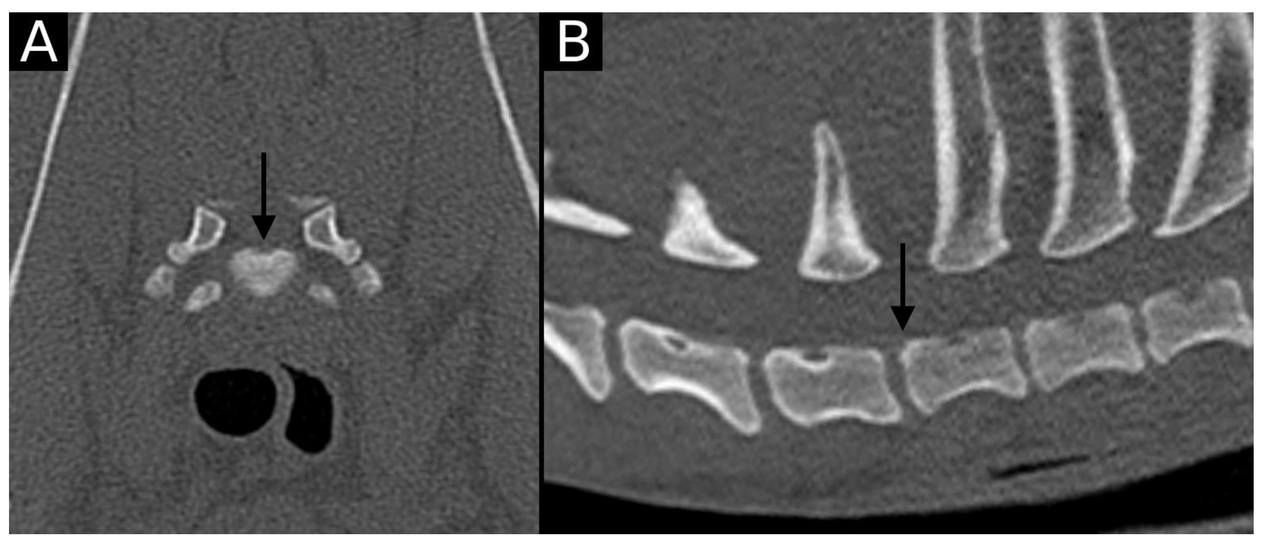 Animals 15 01171 g002