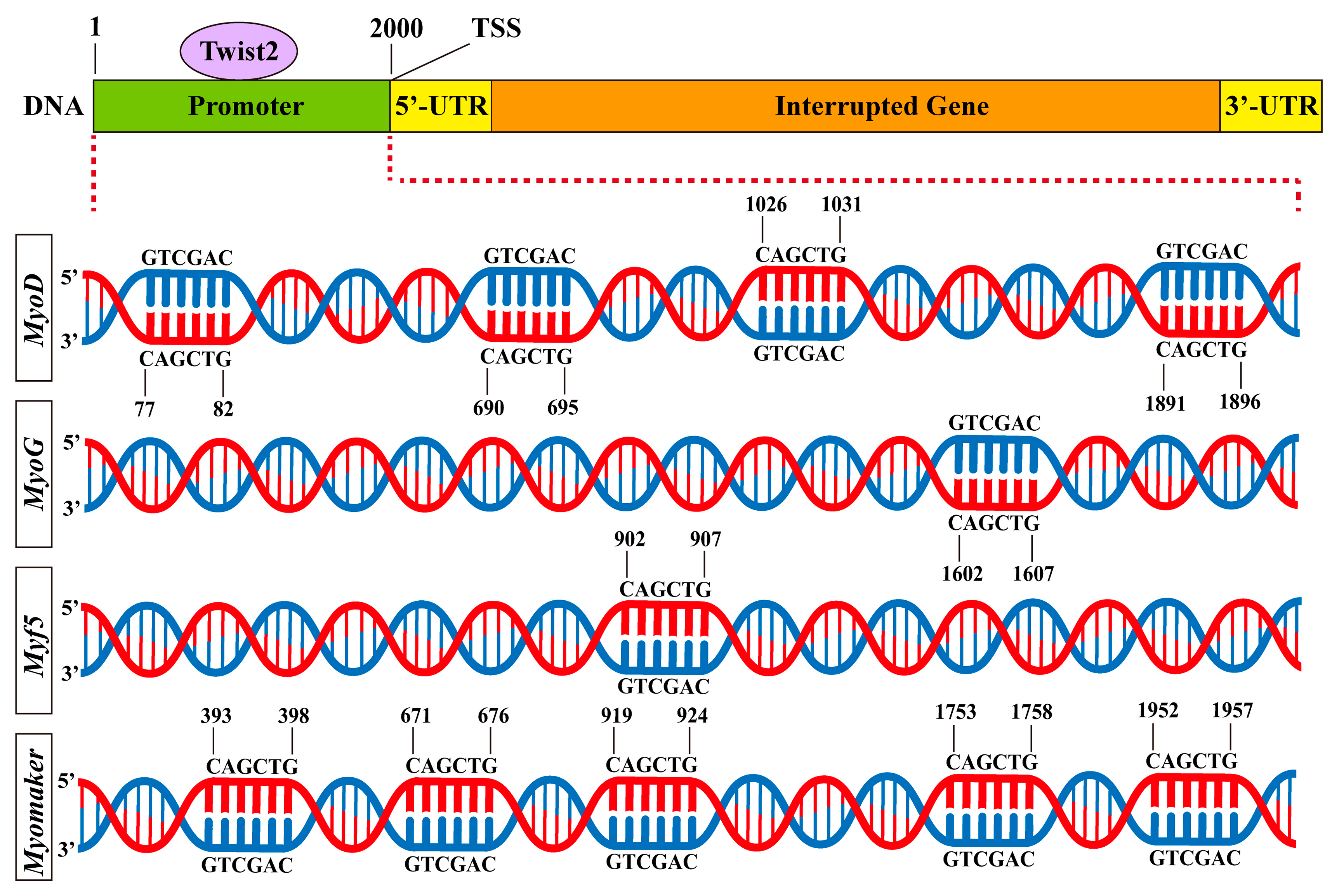 Animals 15 01177 g006 Animals 15 01177 g006