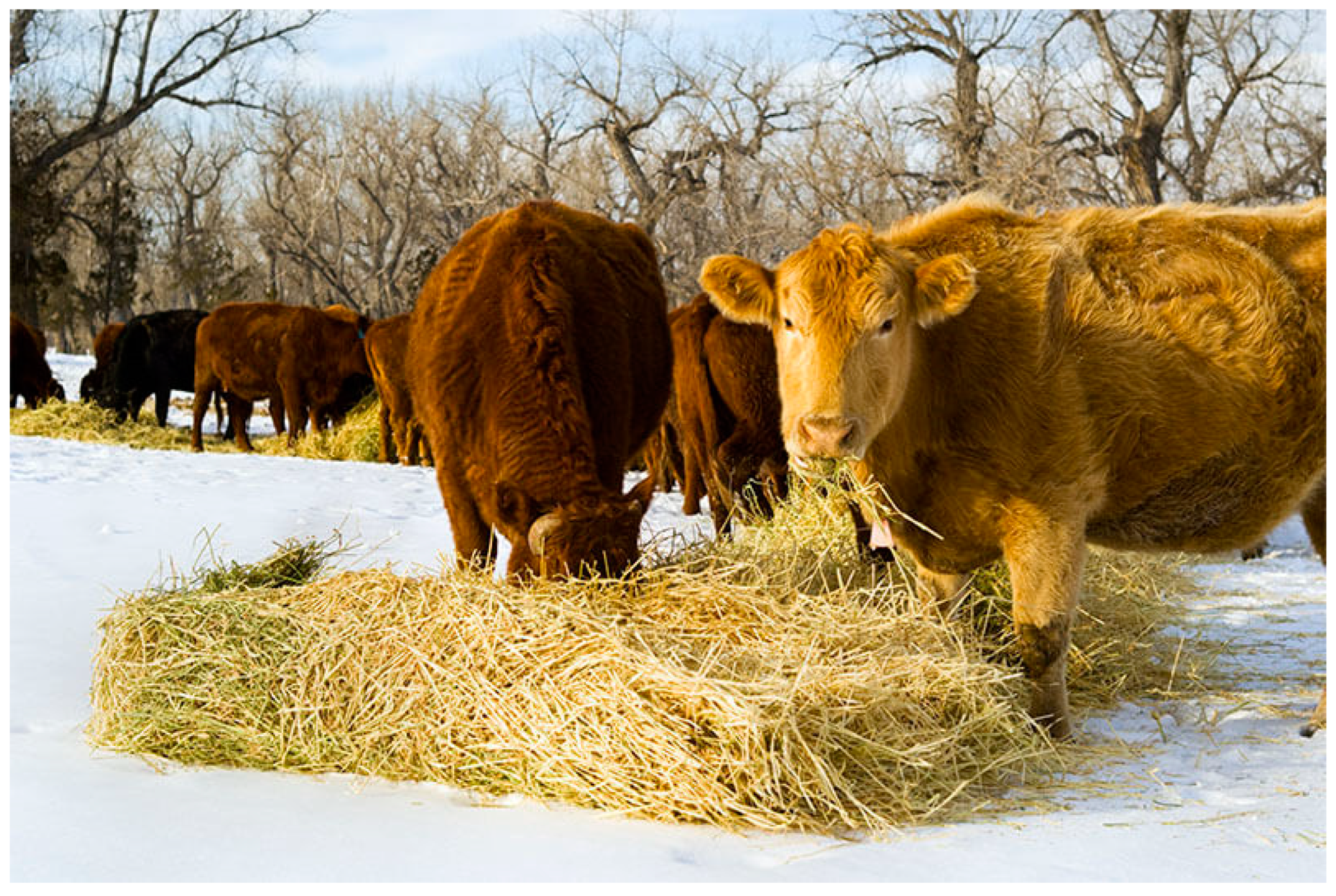 Animals 15 01184 g004