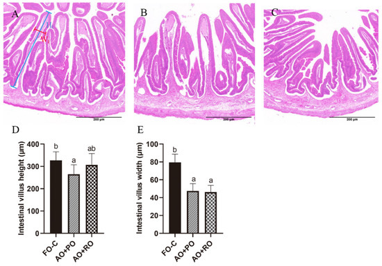 テスト 楽天市場】ジュニア ランニングシューズ ひも靴 21-25.0cm