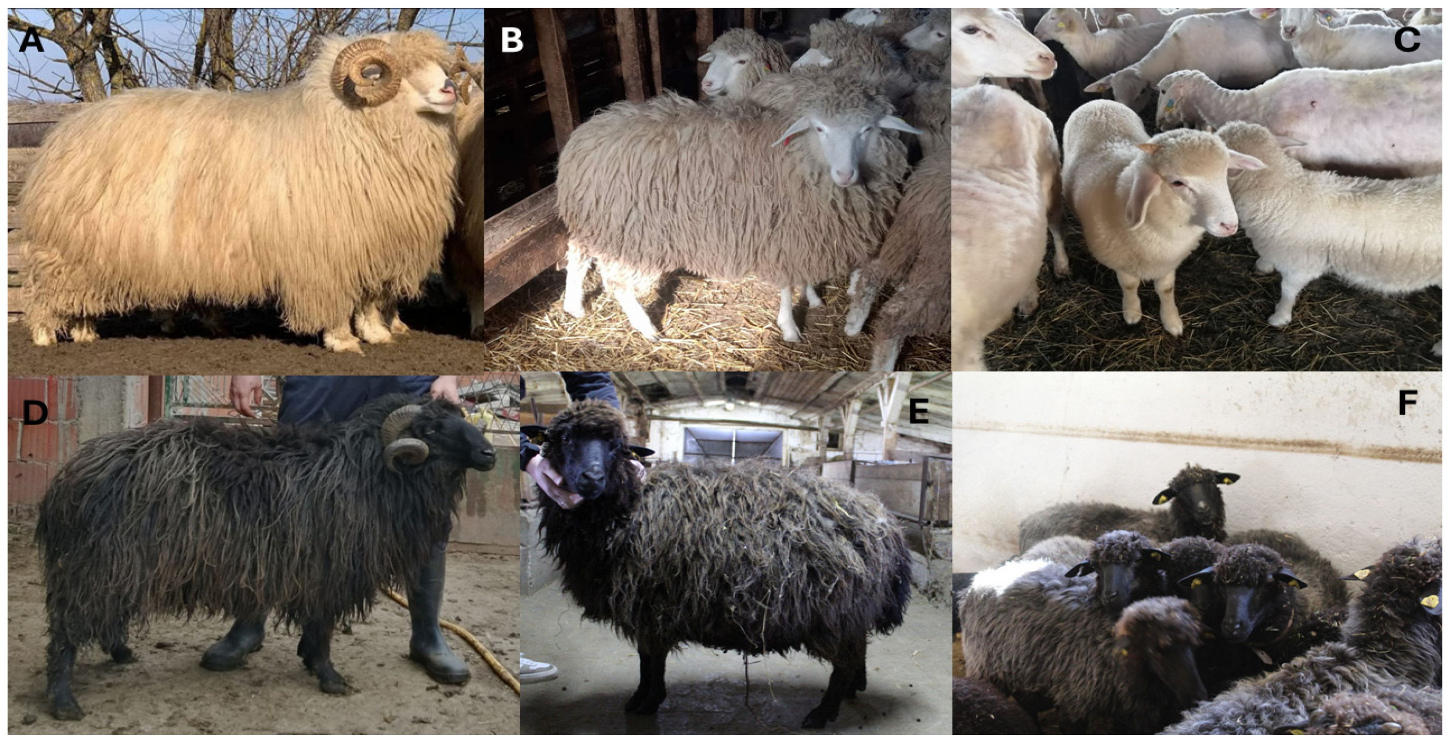 Animals 15 01193 g001