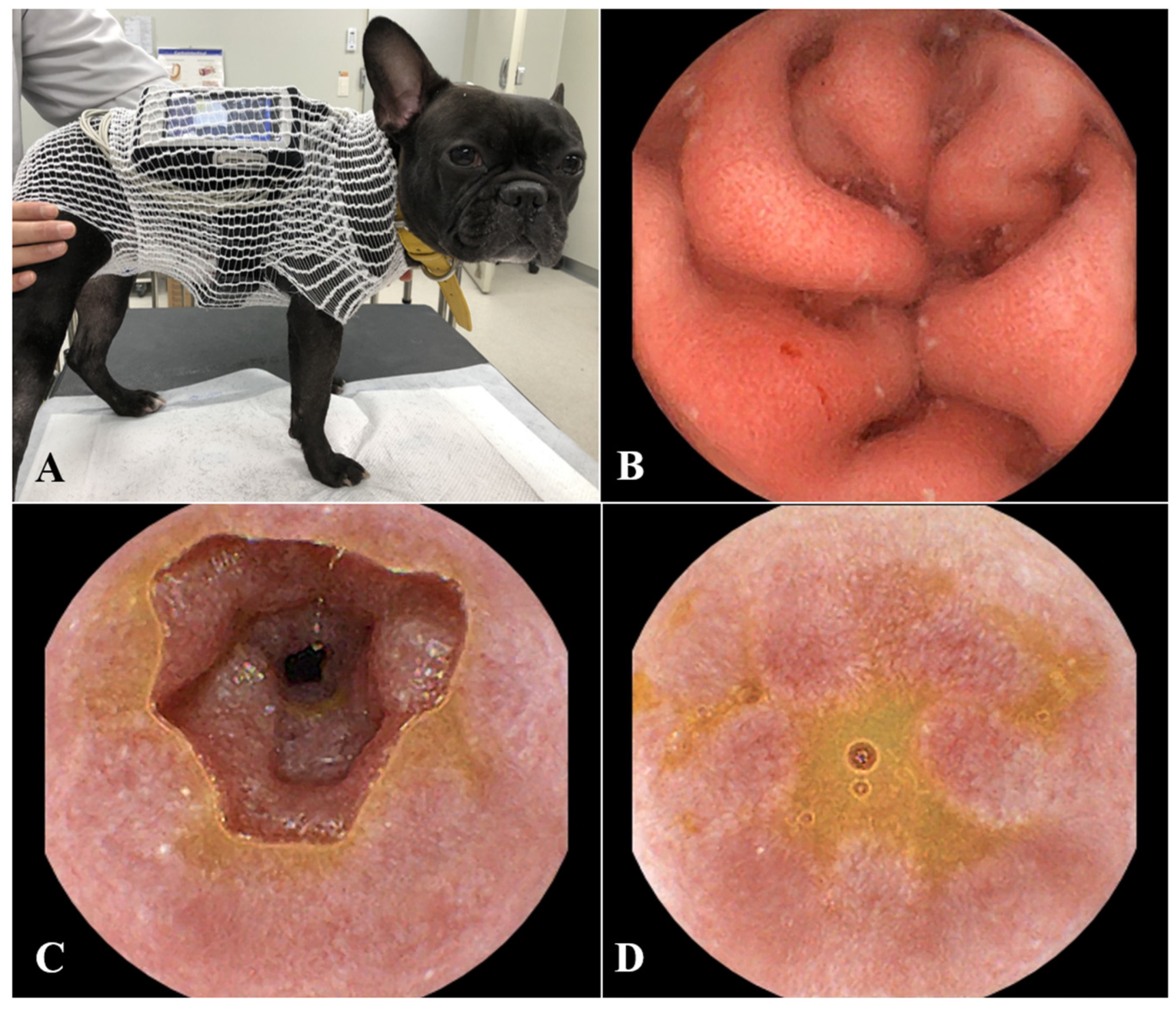 Animals 15 01199 g002 Animals 15 01199 g002