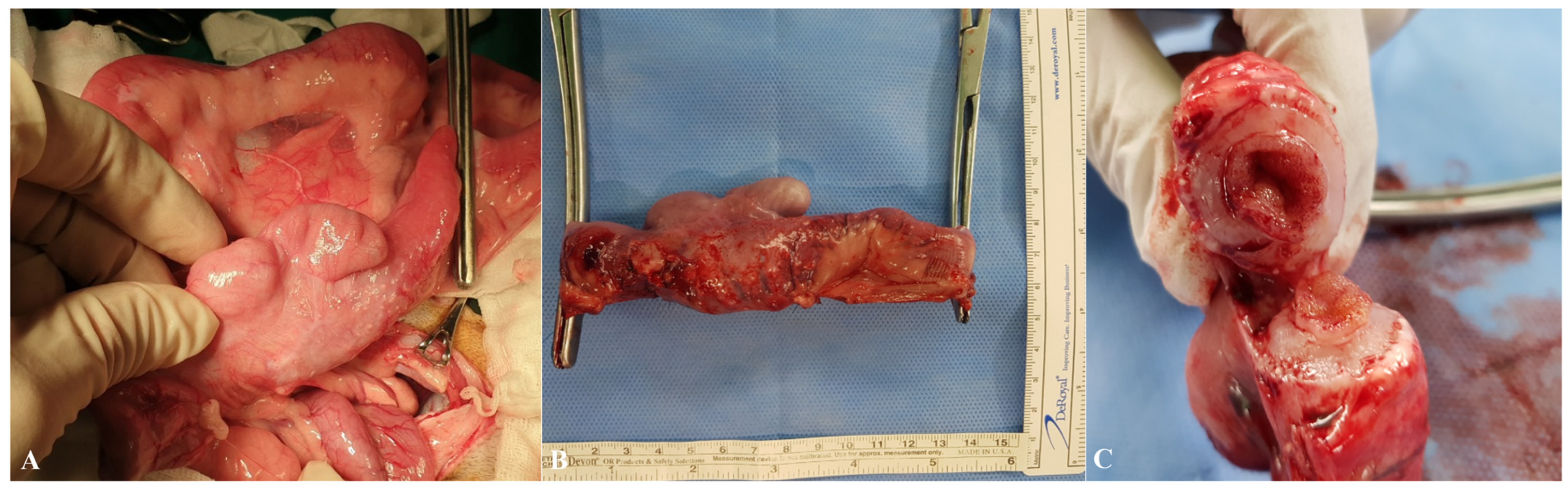 Animals 15 01199 g003 Animals 15 01199 g003