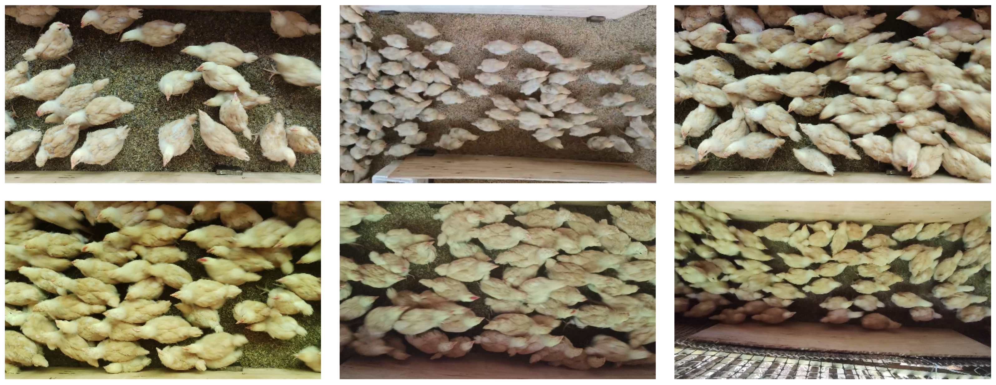 Animals 15 01205 g001