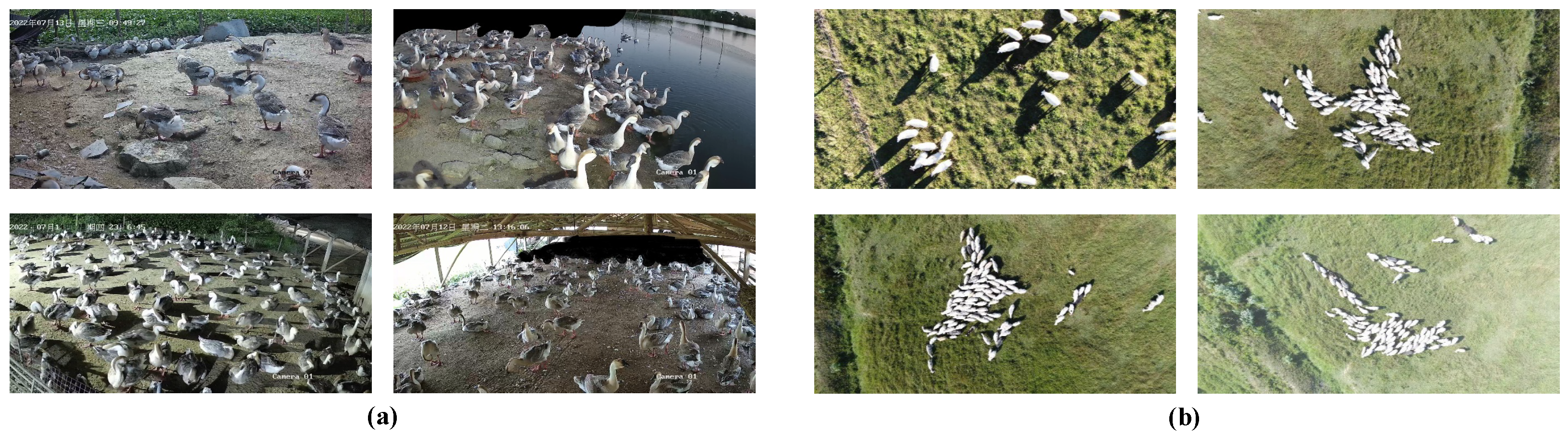 Animals 15 01205 g003