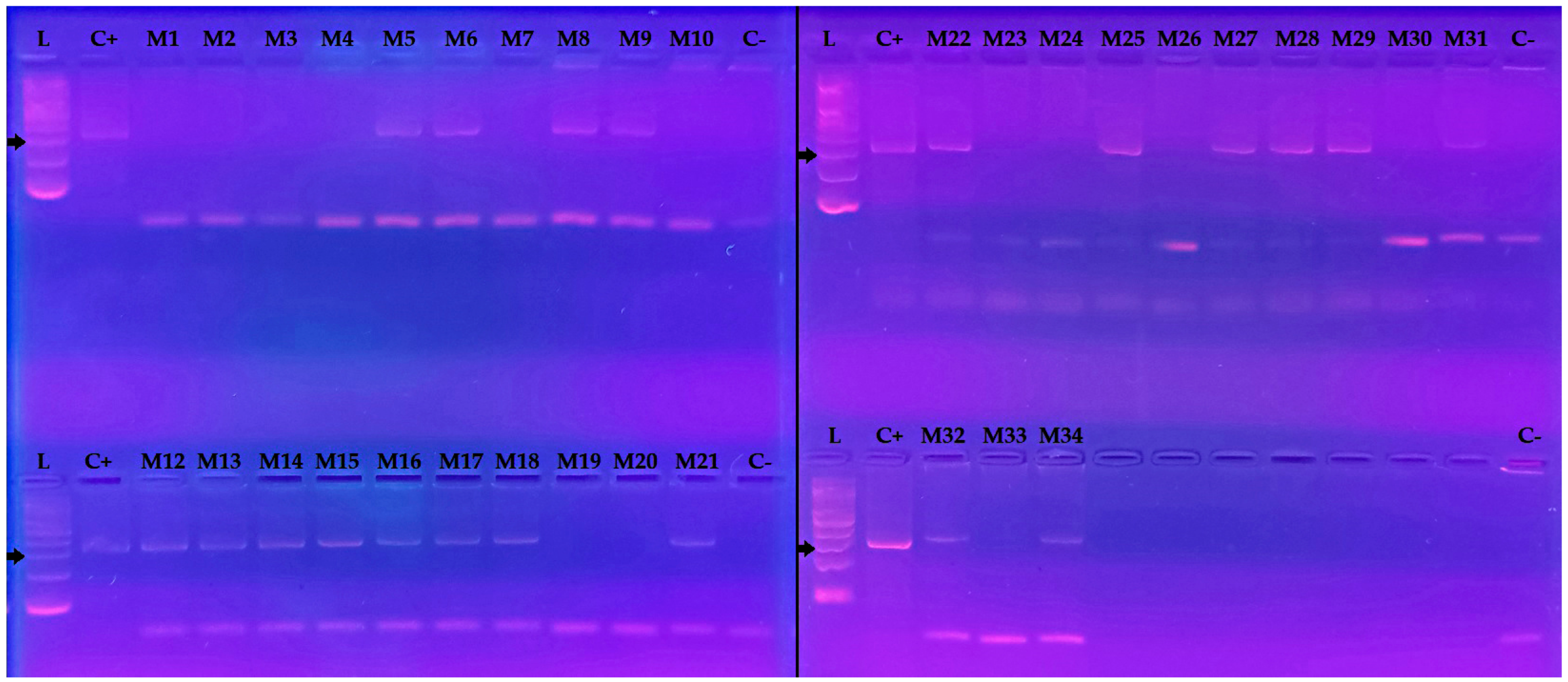 Animals 15 01221 g002