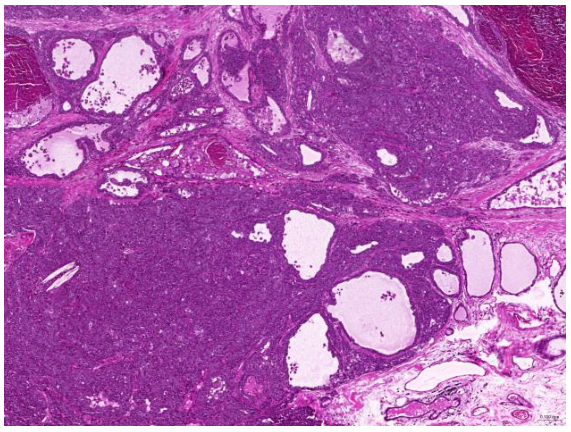 Animals 15 01234 g004