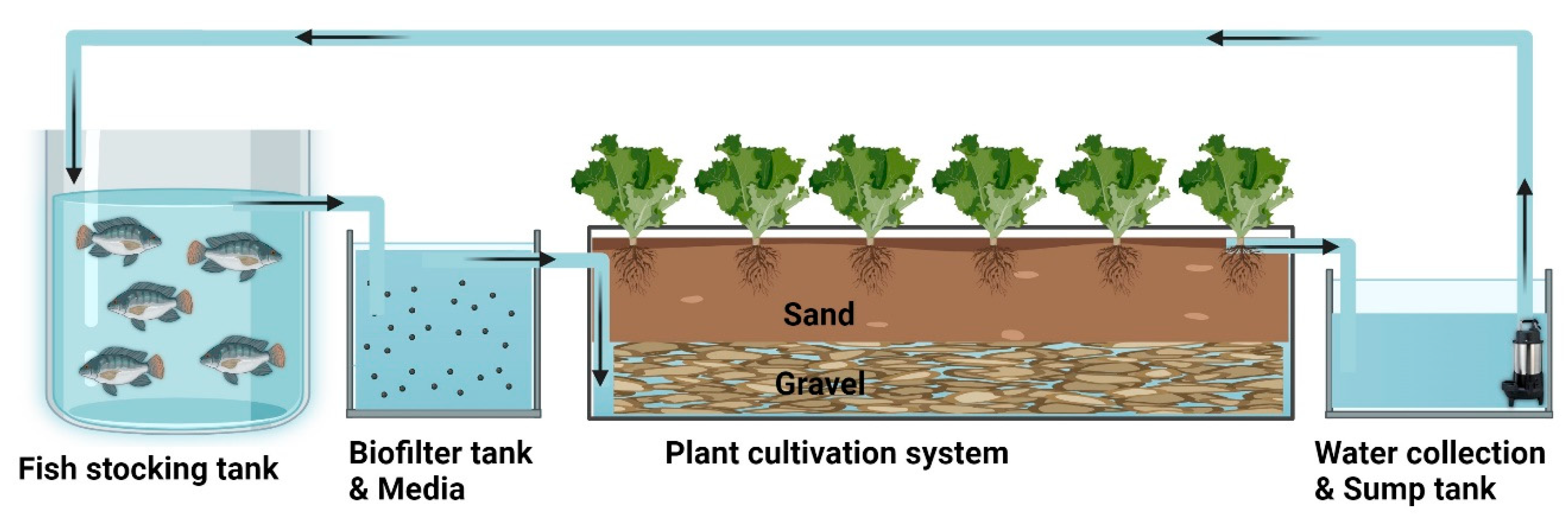 Animals 15 01246 g001