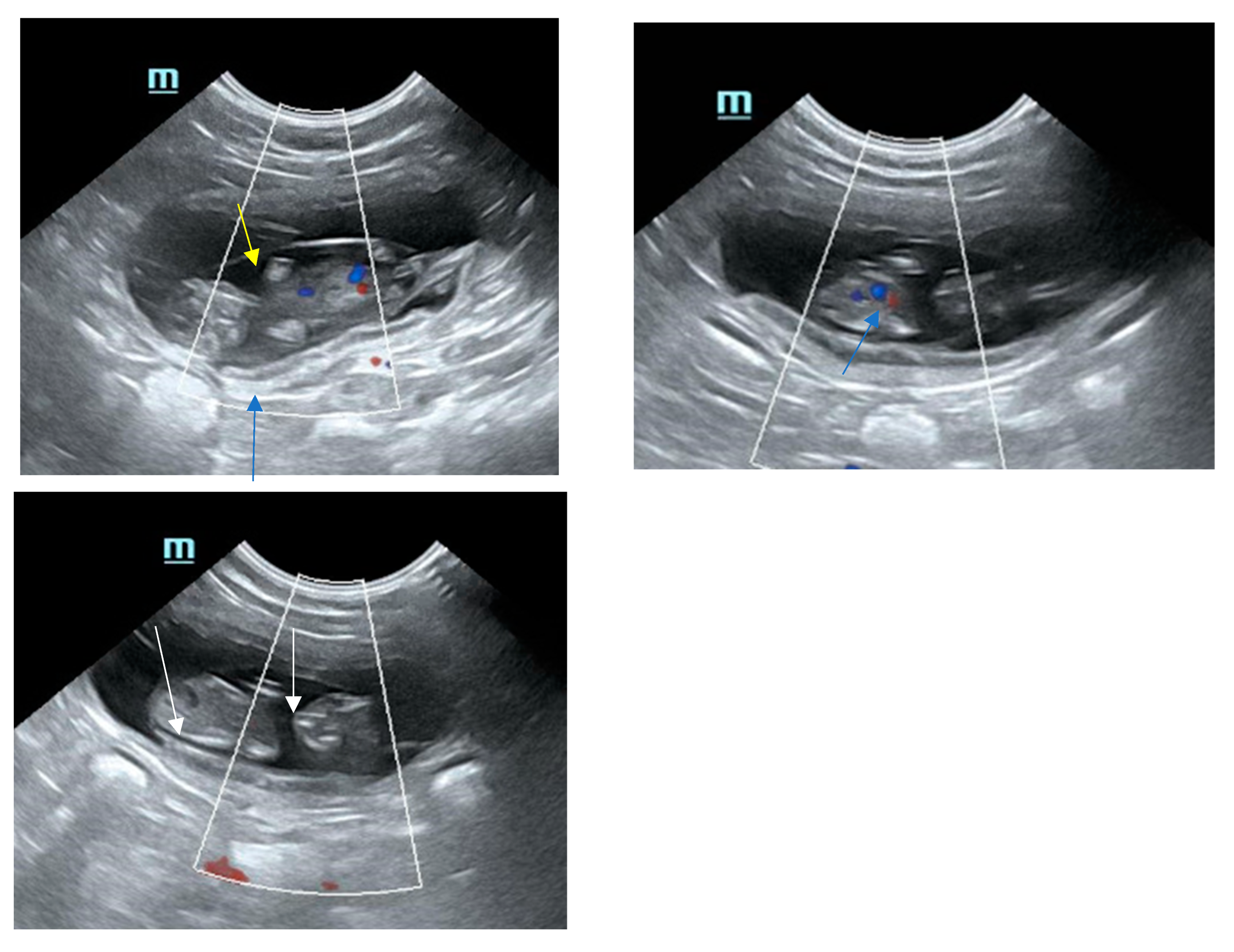 Animals 15 01249 g001