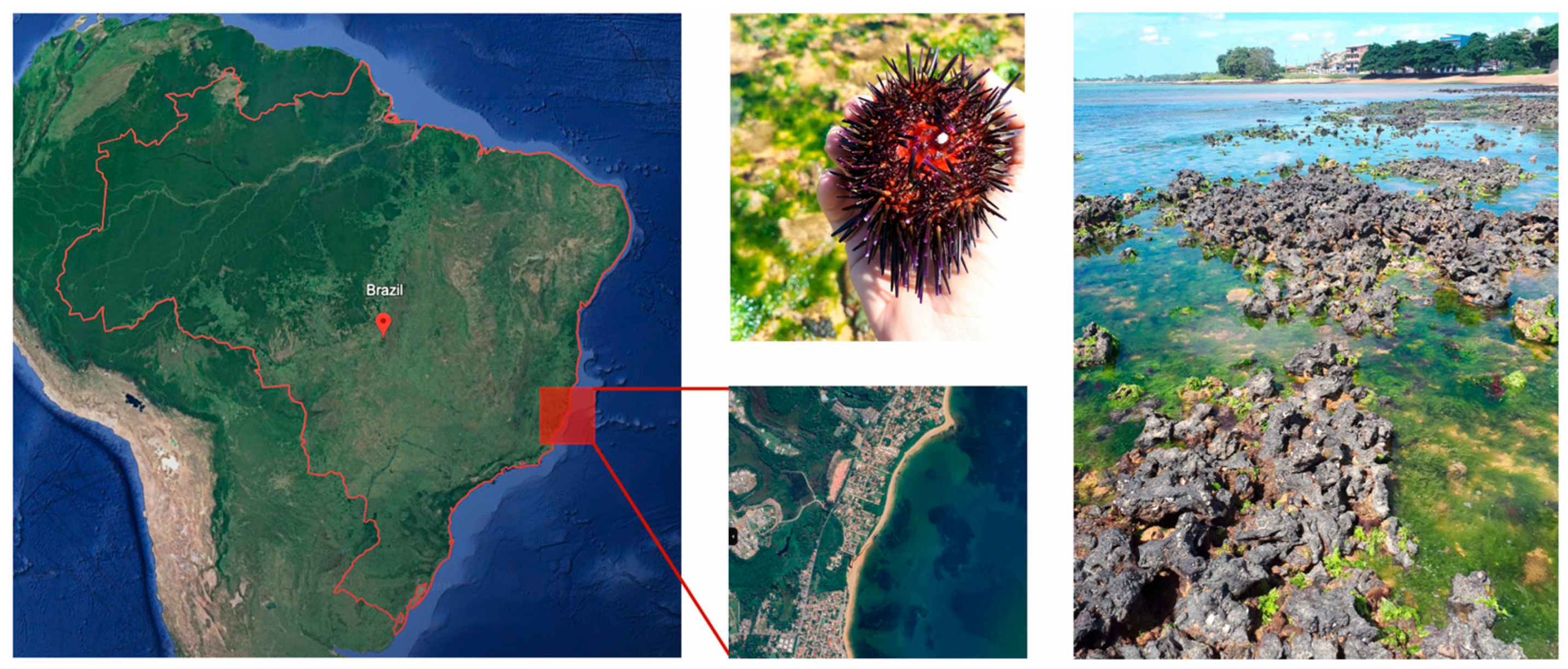 Animals 15 01251 g001