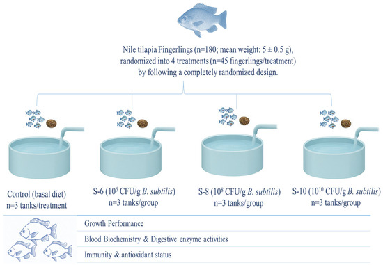 Dietary Supplementation of Bacillus subtilis as Probiotic Influenced ...