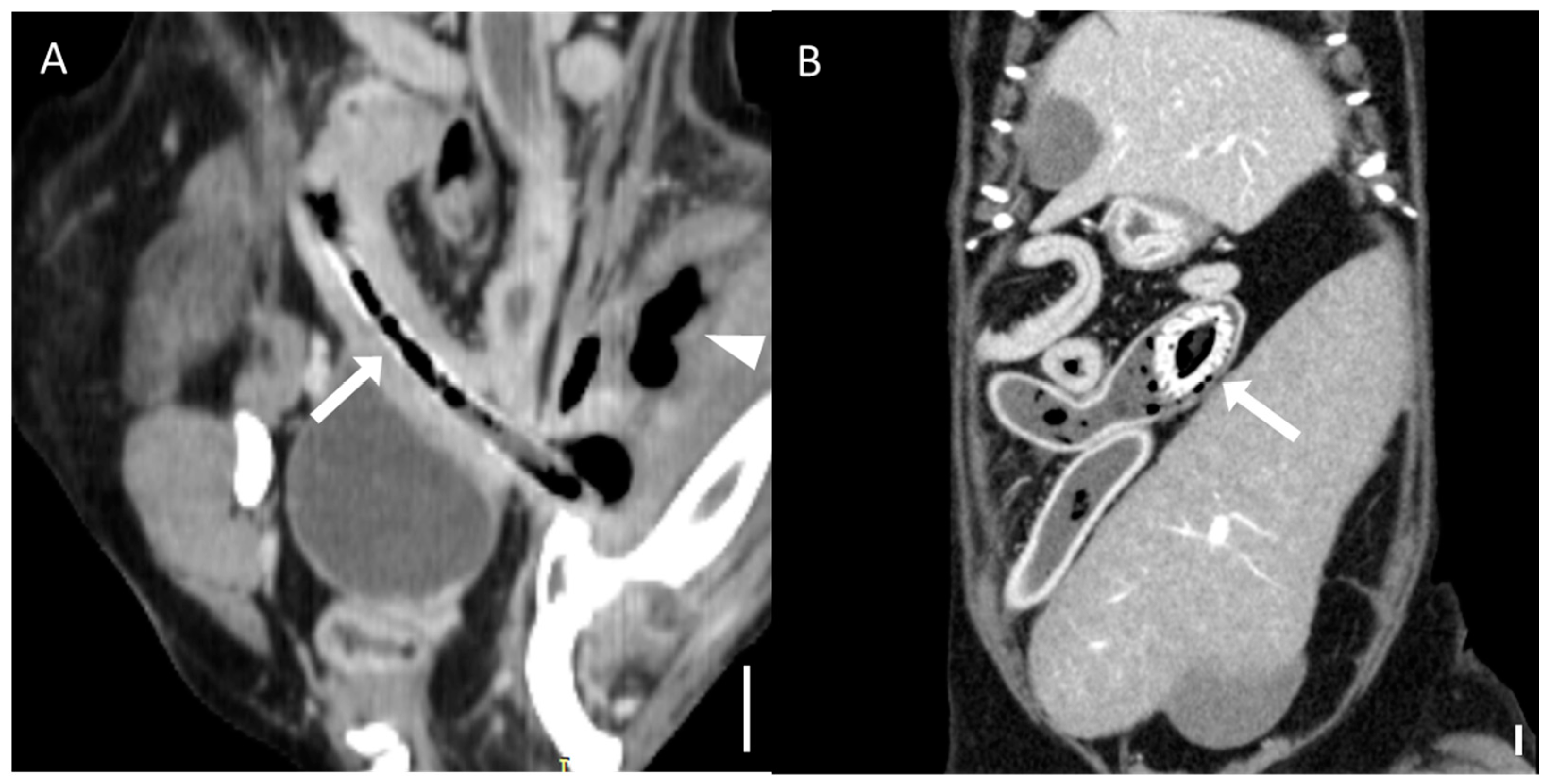 Animals 15 01260 g004