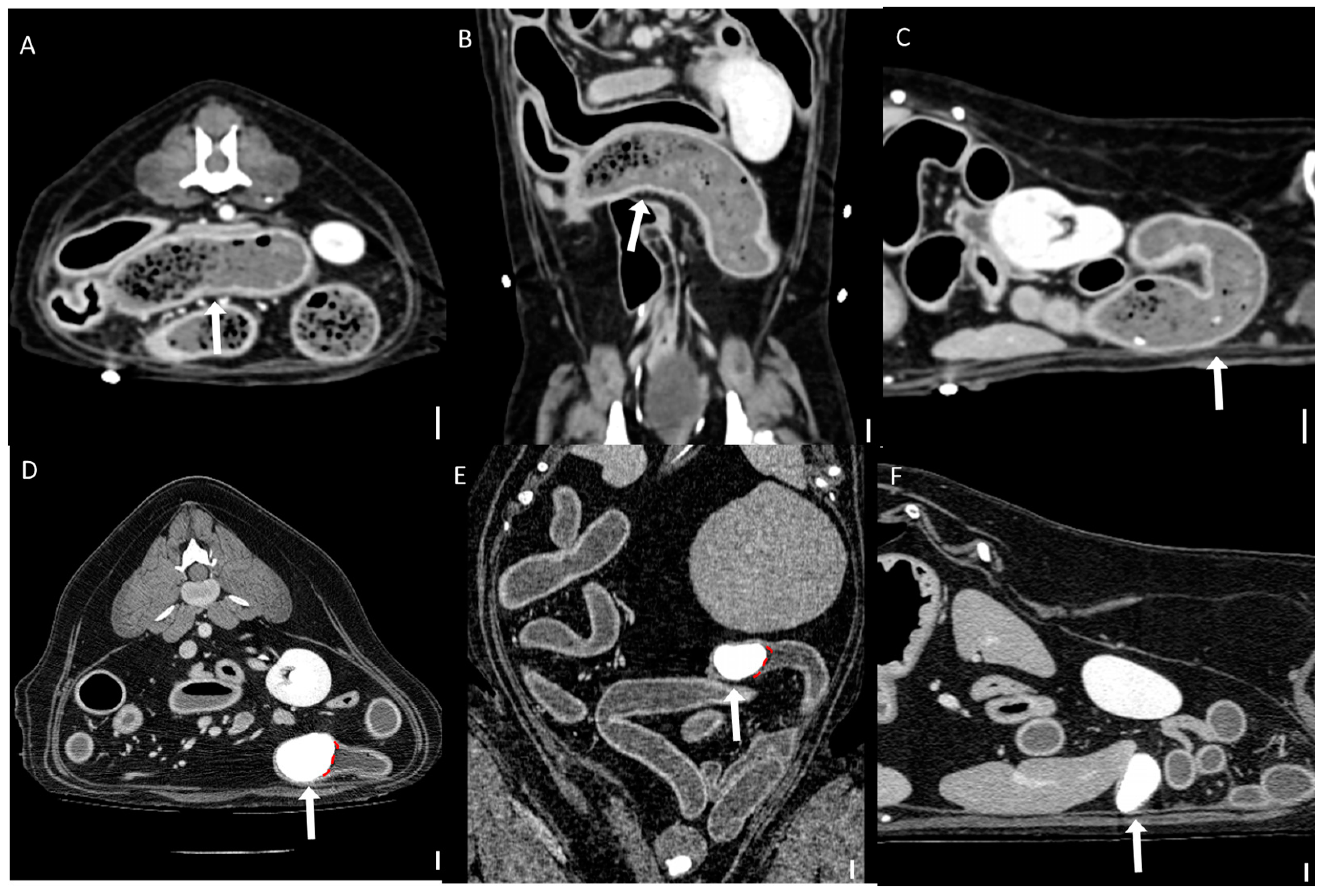 Animals 15 01260 g007