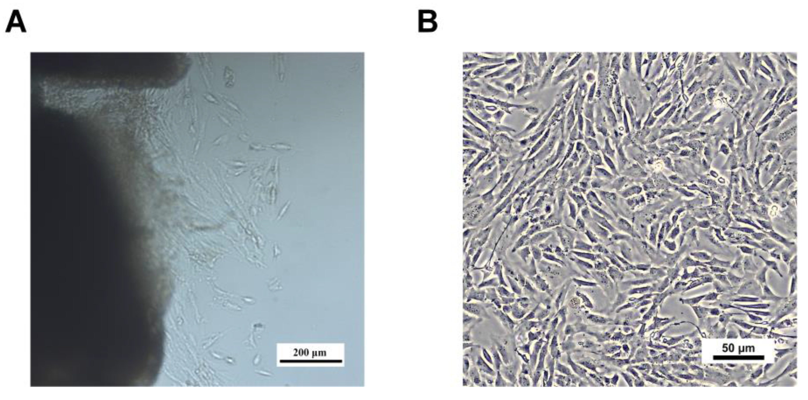 Animals 15 01270 g004