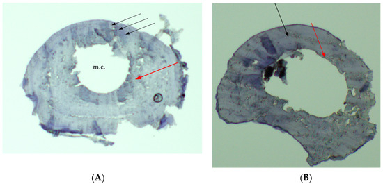 https://www.mdpi.com/animals/animals-15-01273/article_deploy/html/images/animals-15-01273-g002-550.jpg