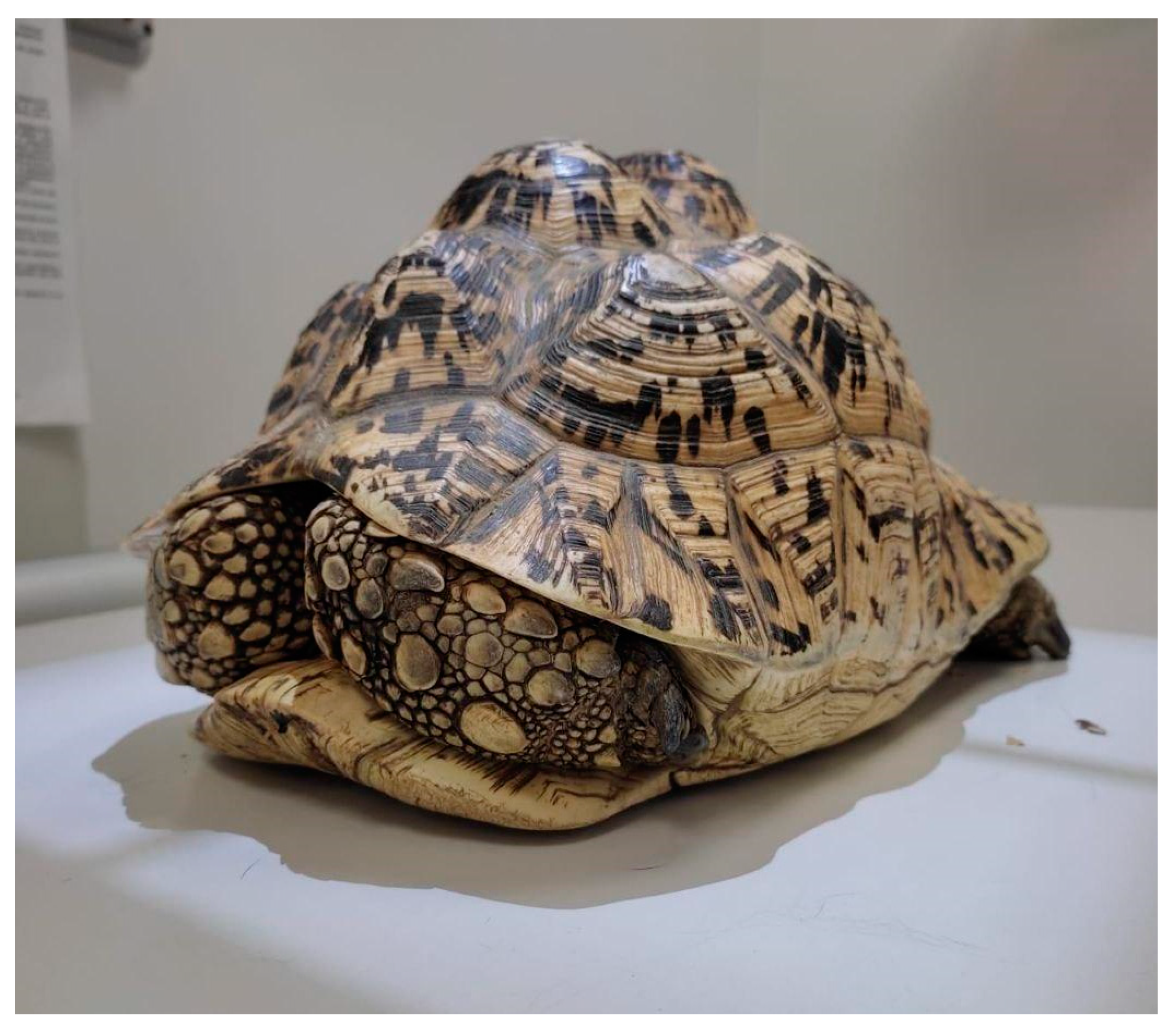 Animals 15 01275 g001