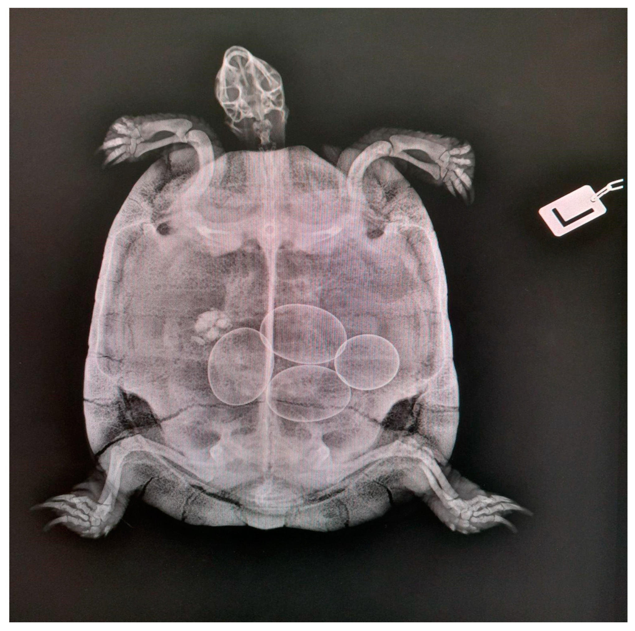 Animals 15 01275 g002