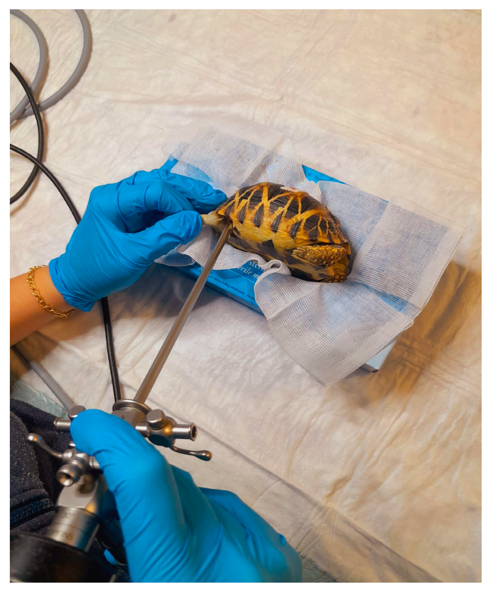 Animals 15 01275 g005