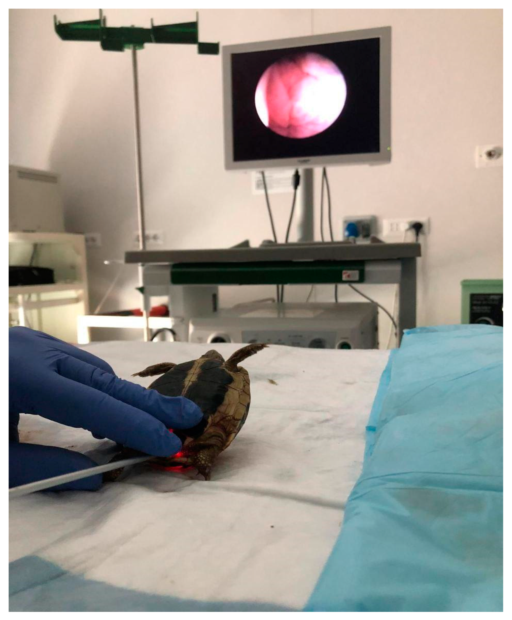 Animals 15 01275 g006