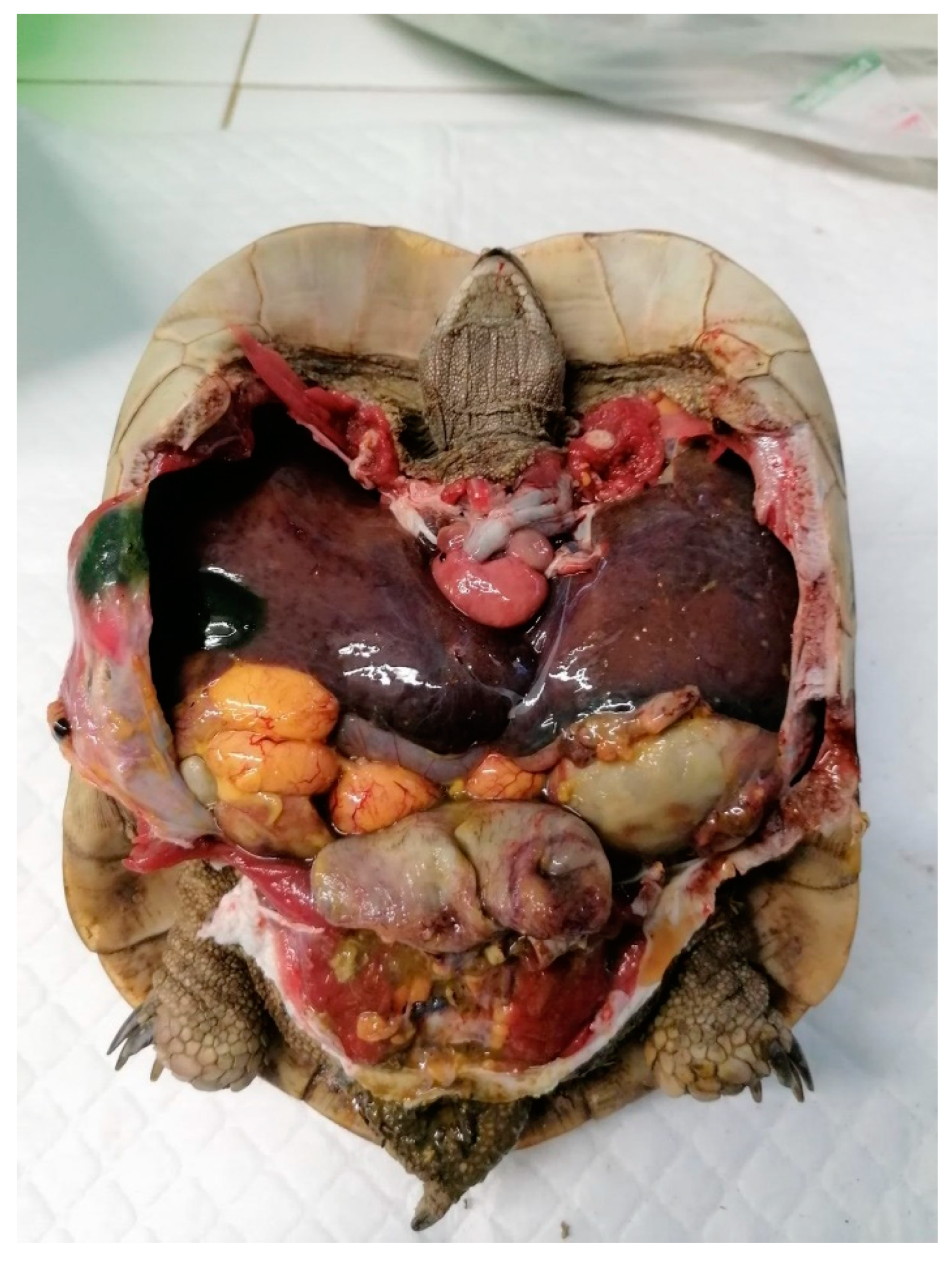 Animals 15 01275 g009