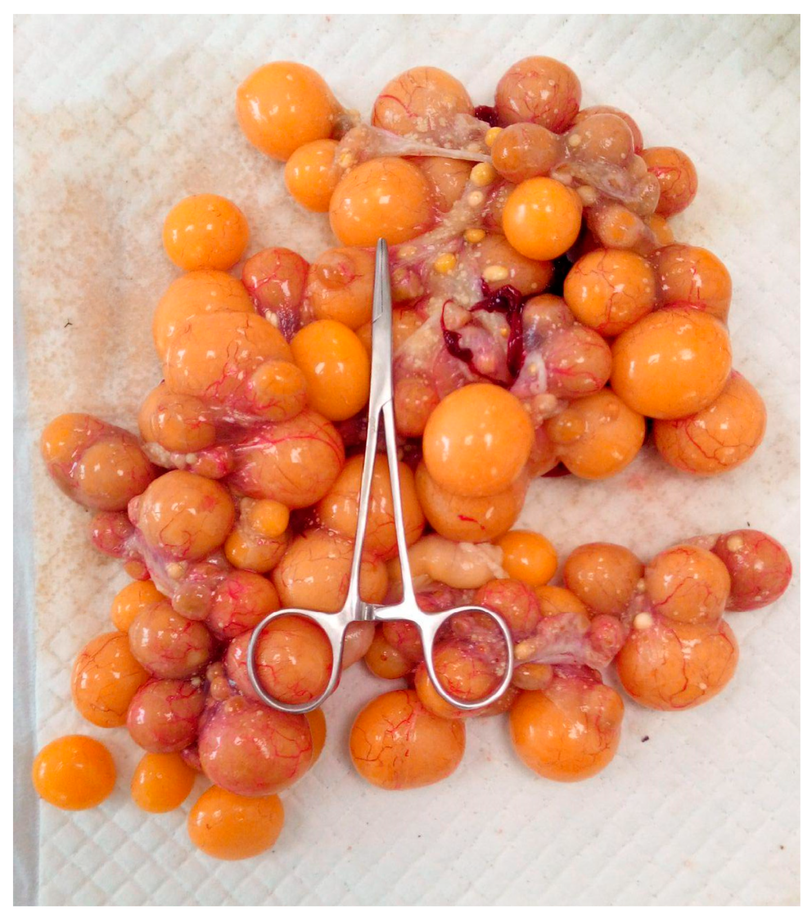 Animals 15 01275 g010