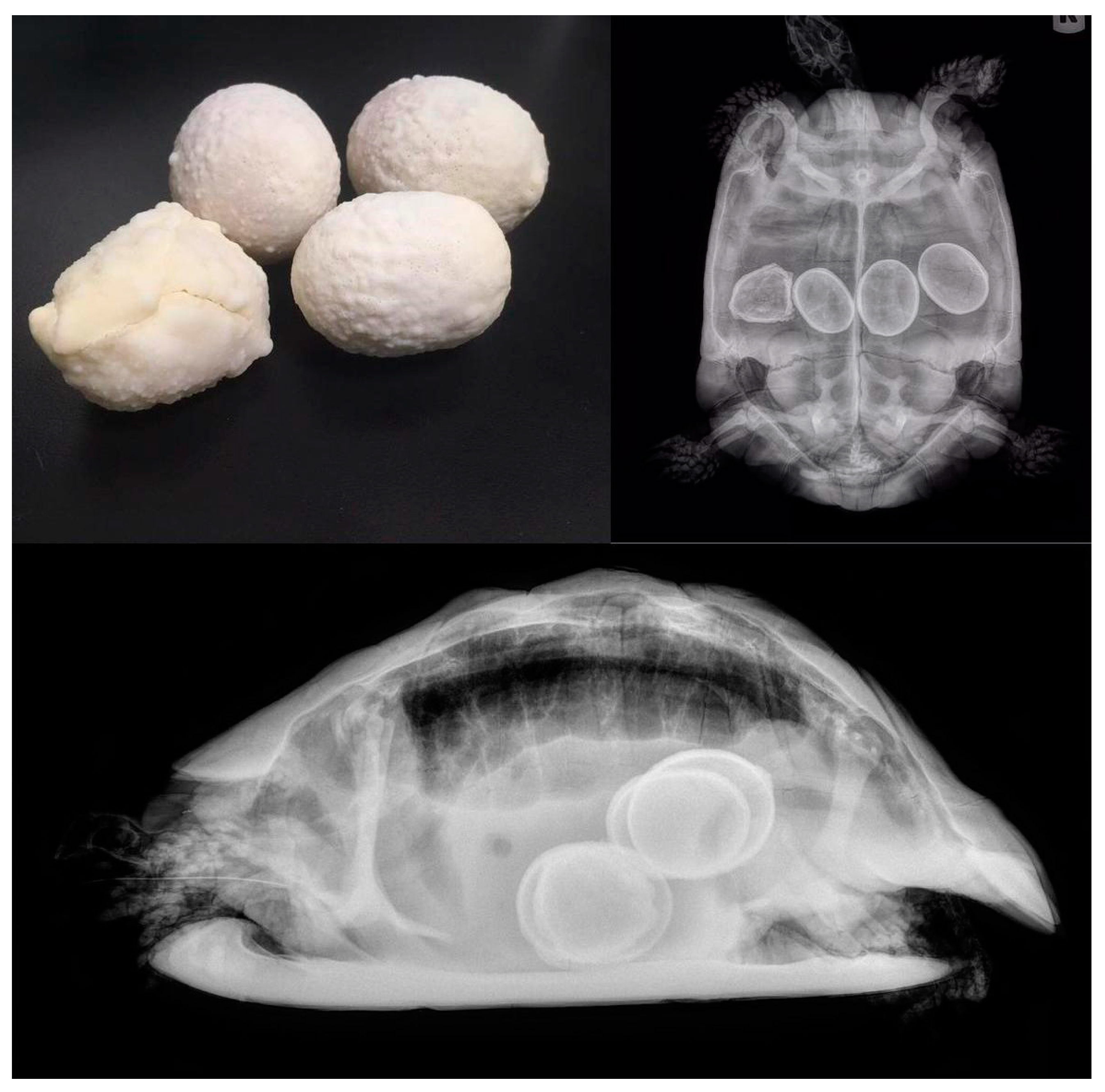 Animals 15 01275 g011