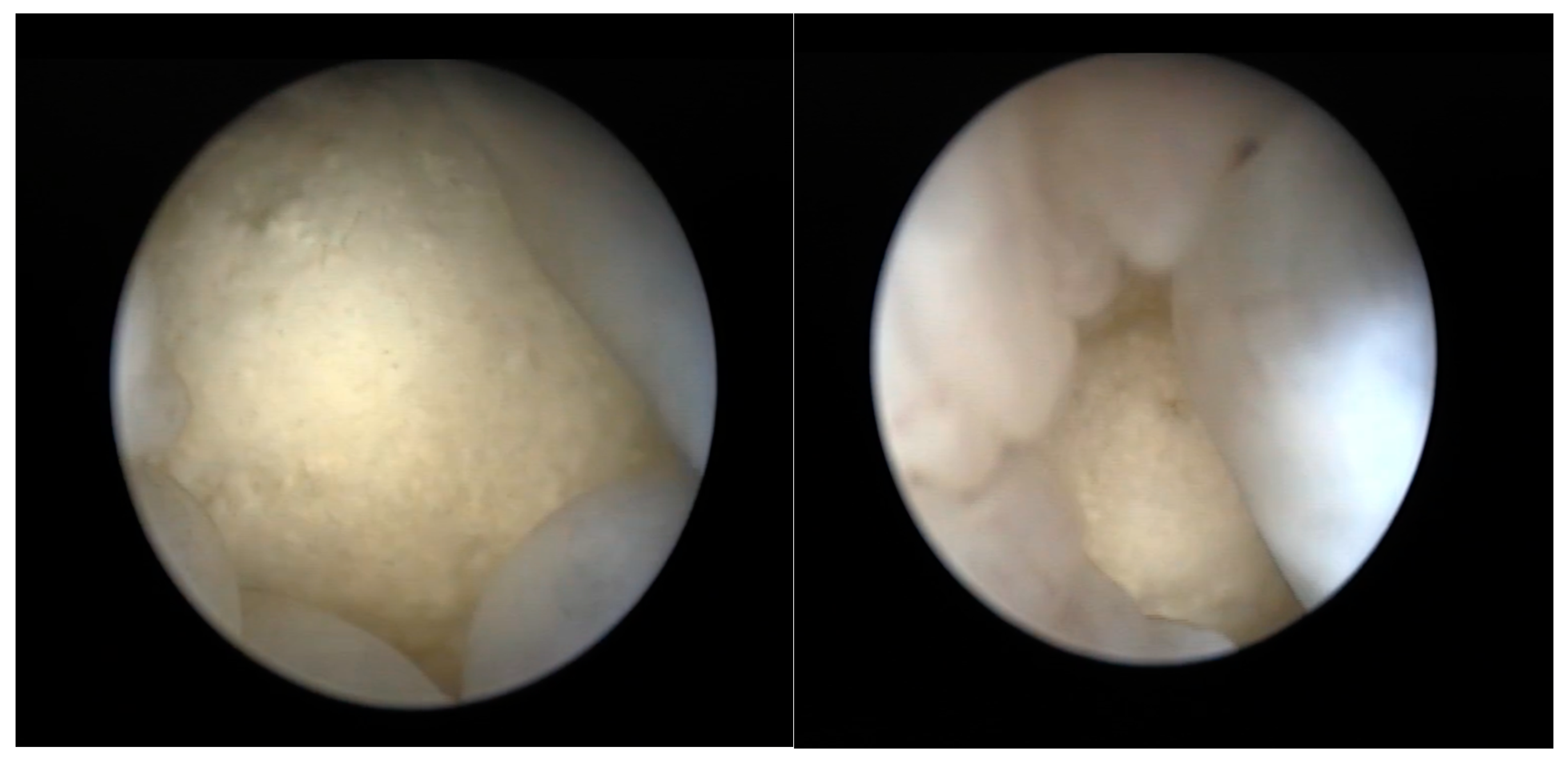 Animals 15 01275 g013