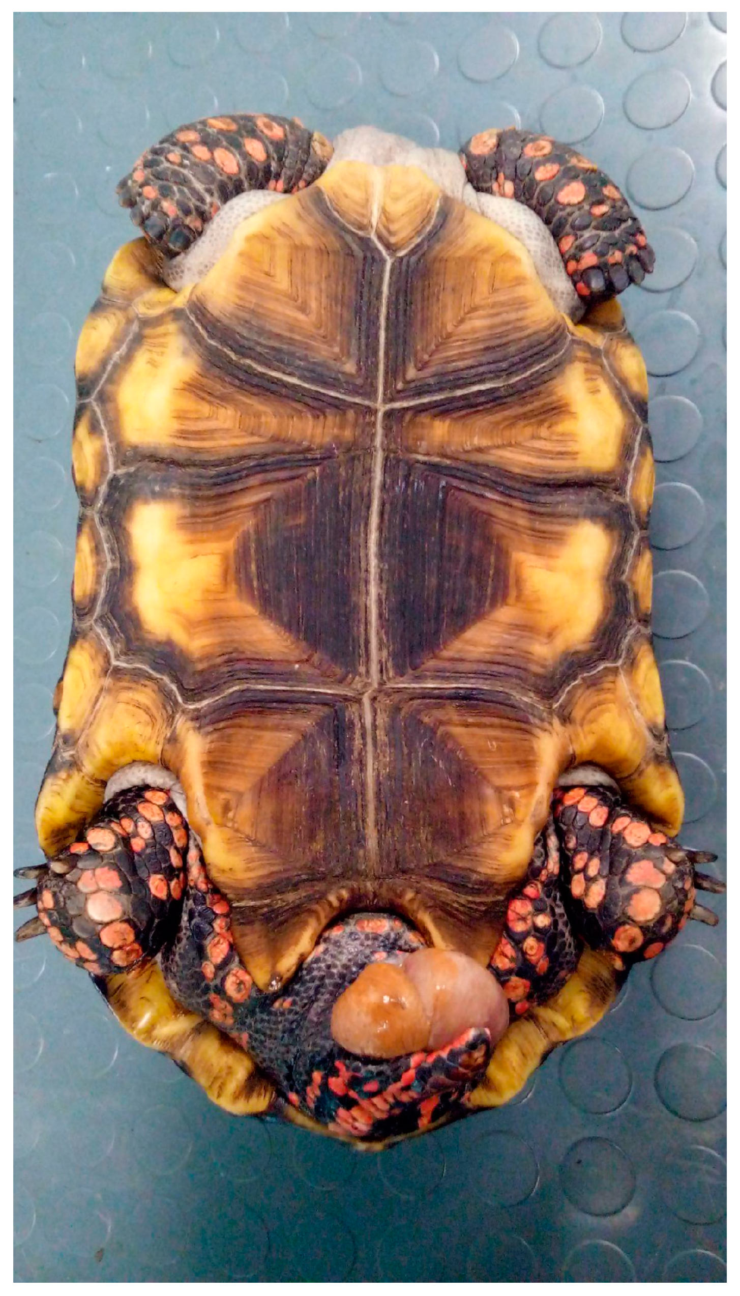 Animals 15 01275 g014