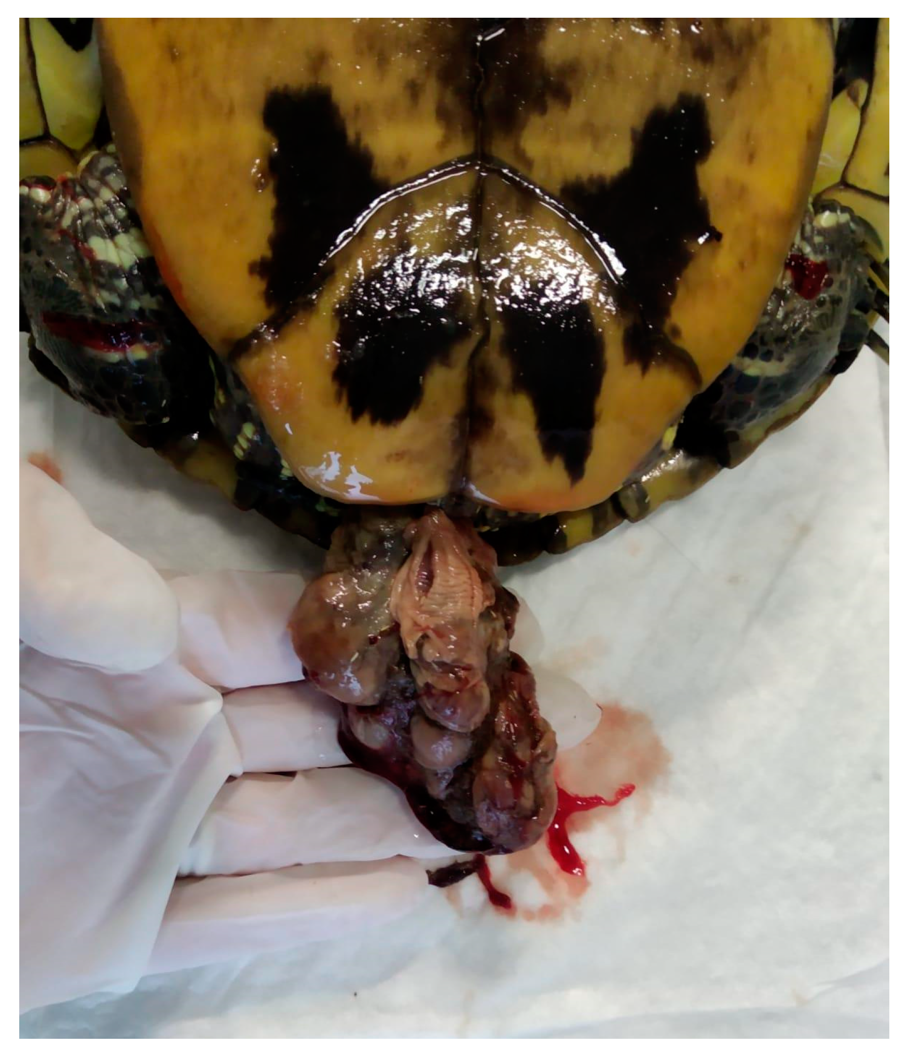 Animals 15 01275 g015