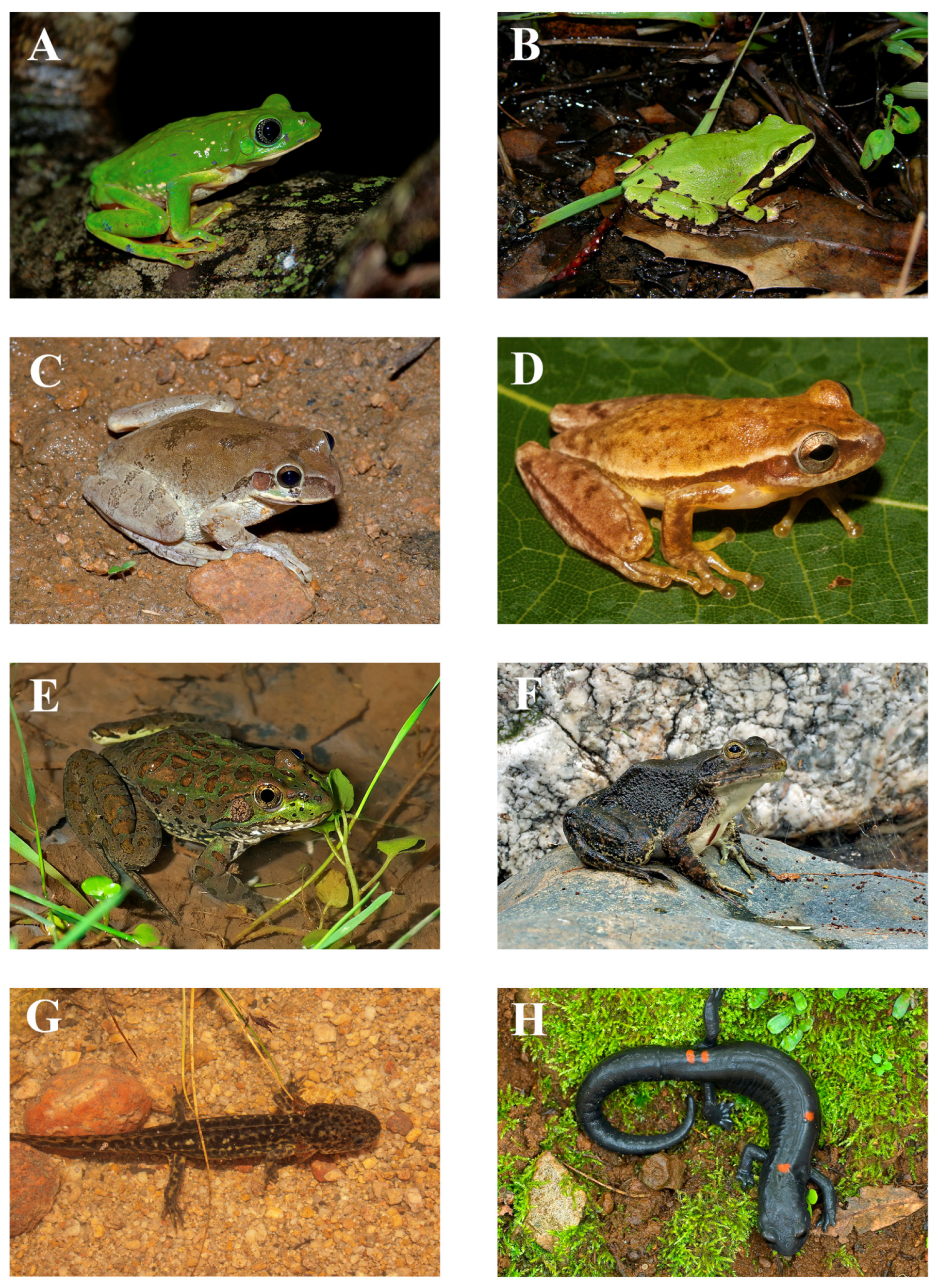 Animals 15 01278 g004