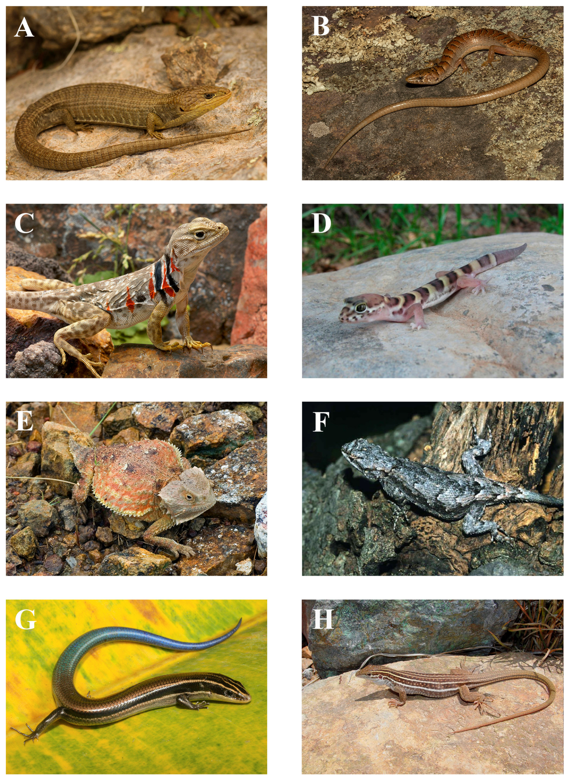 Animals 15 01278 g005